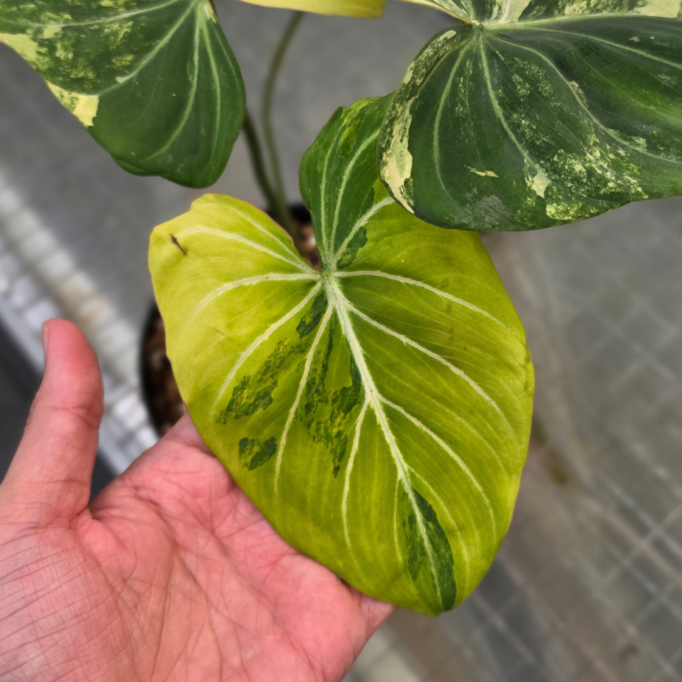 Philodendron gloriosum albo variegated