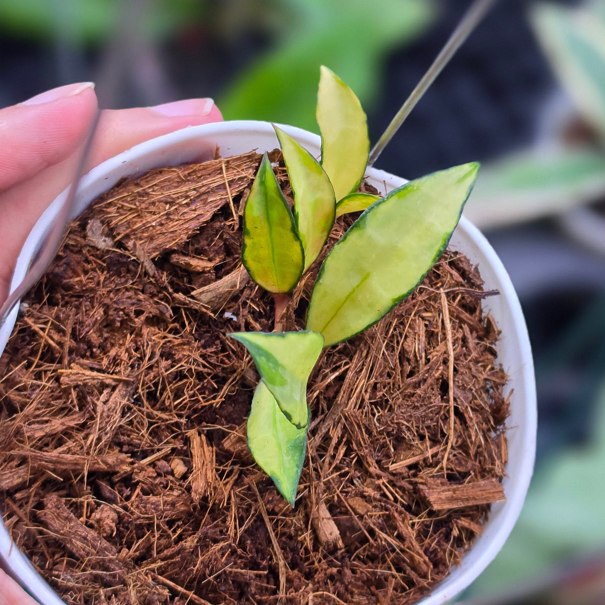Hoya lacunosa 'Souma' splash variegated