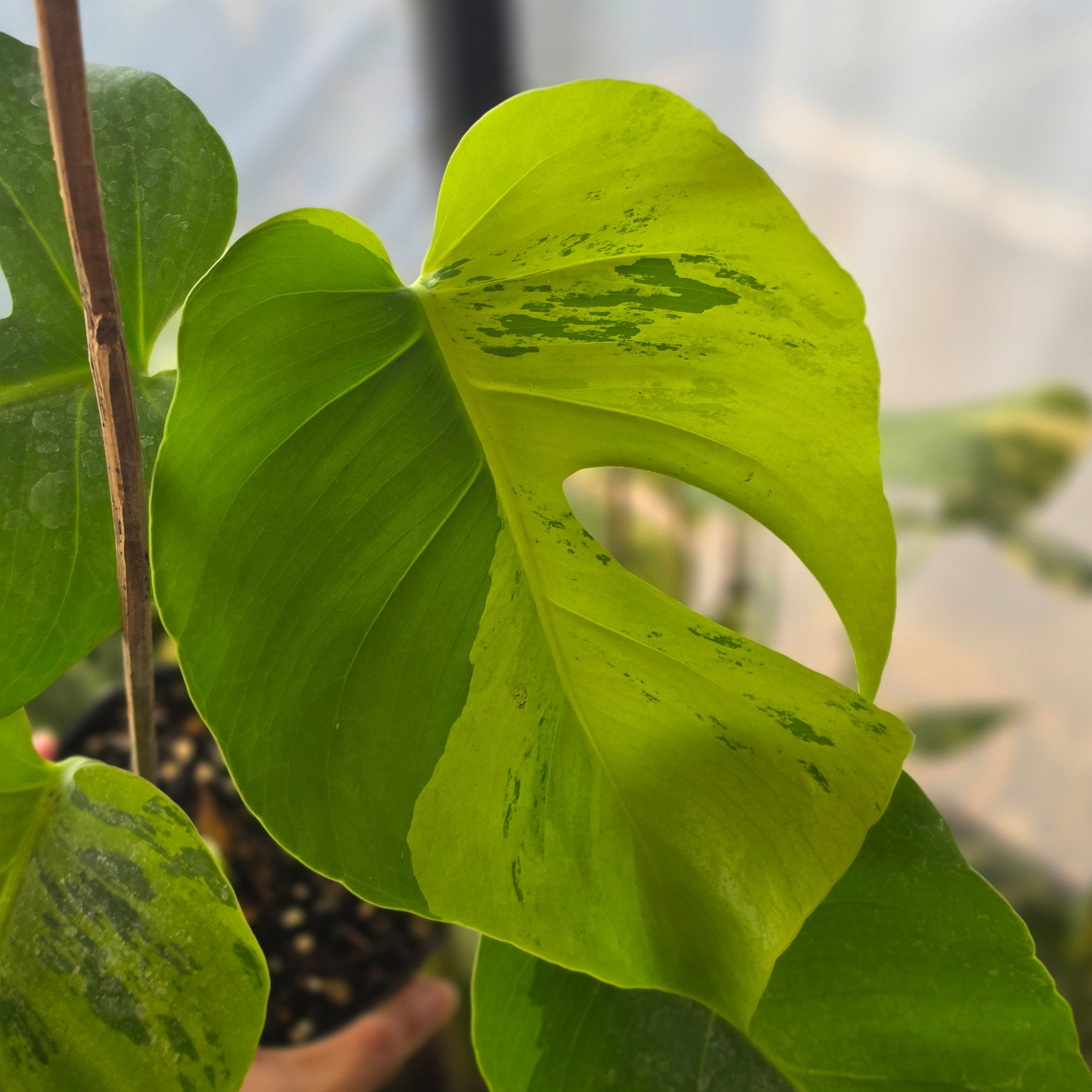 Monstera brazilian aurora