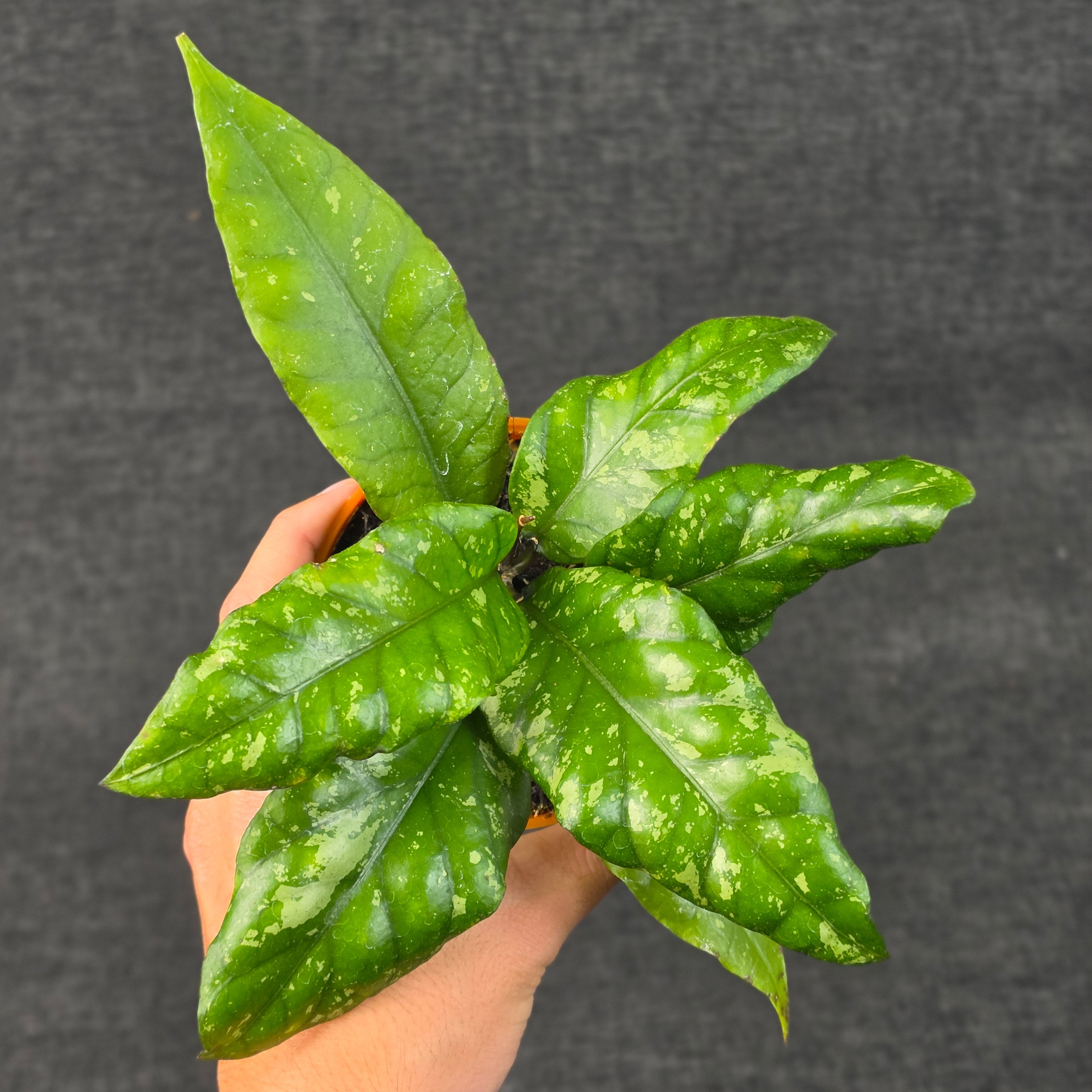Hoya sp aceh opop splash