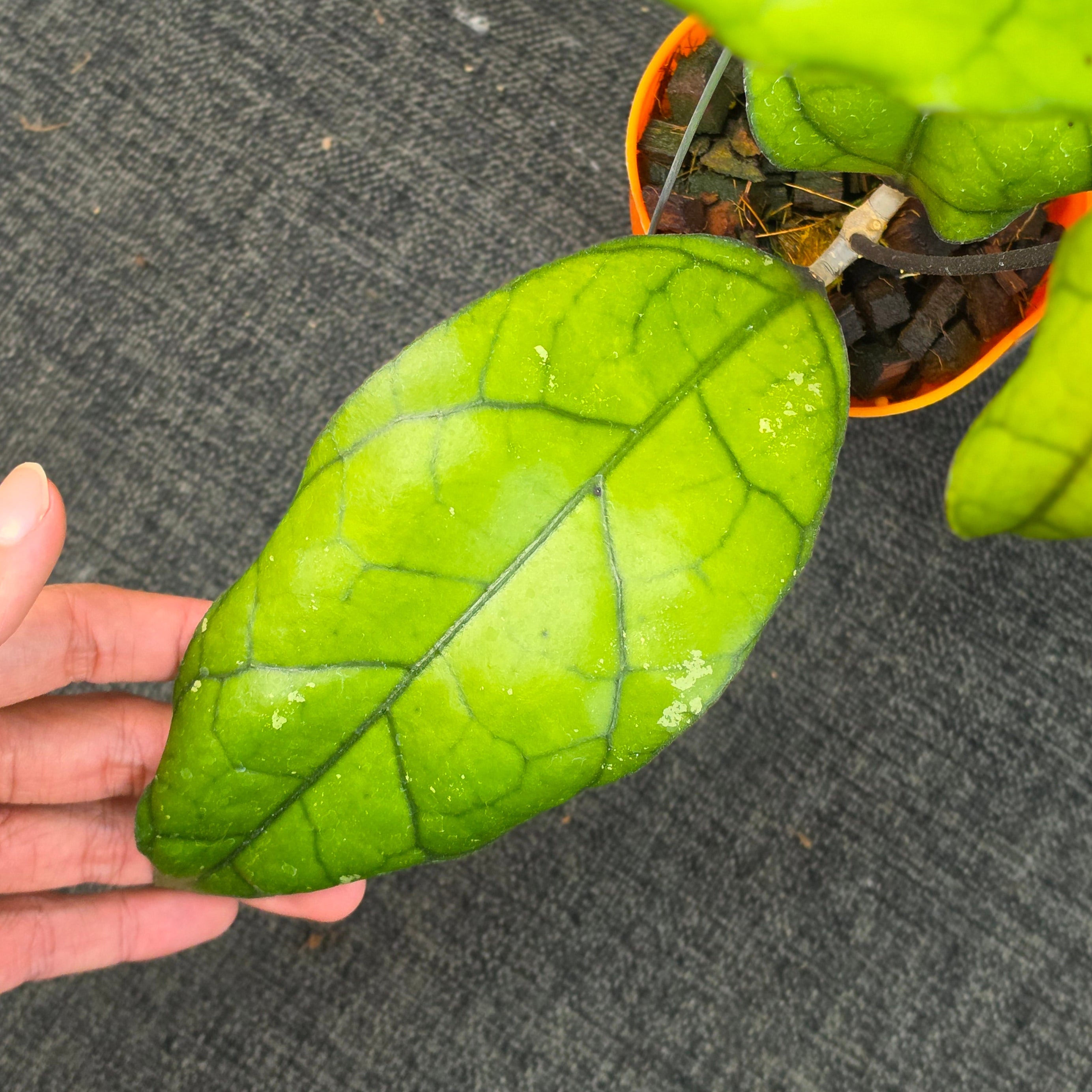 Hoya finlaysonii 'Tabalong'