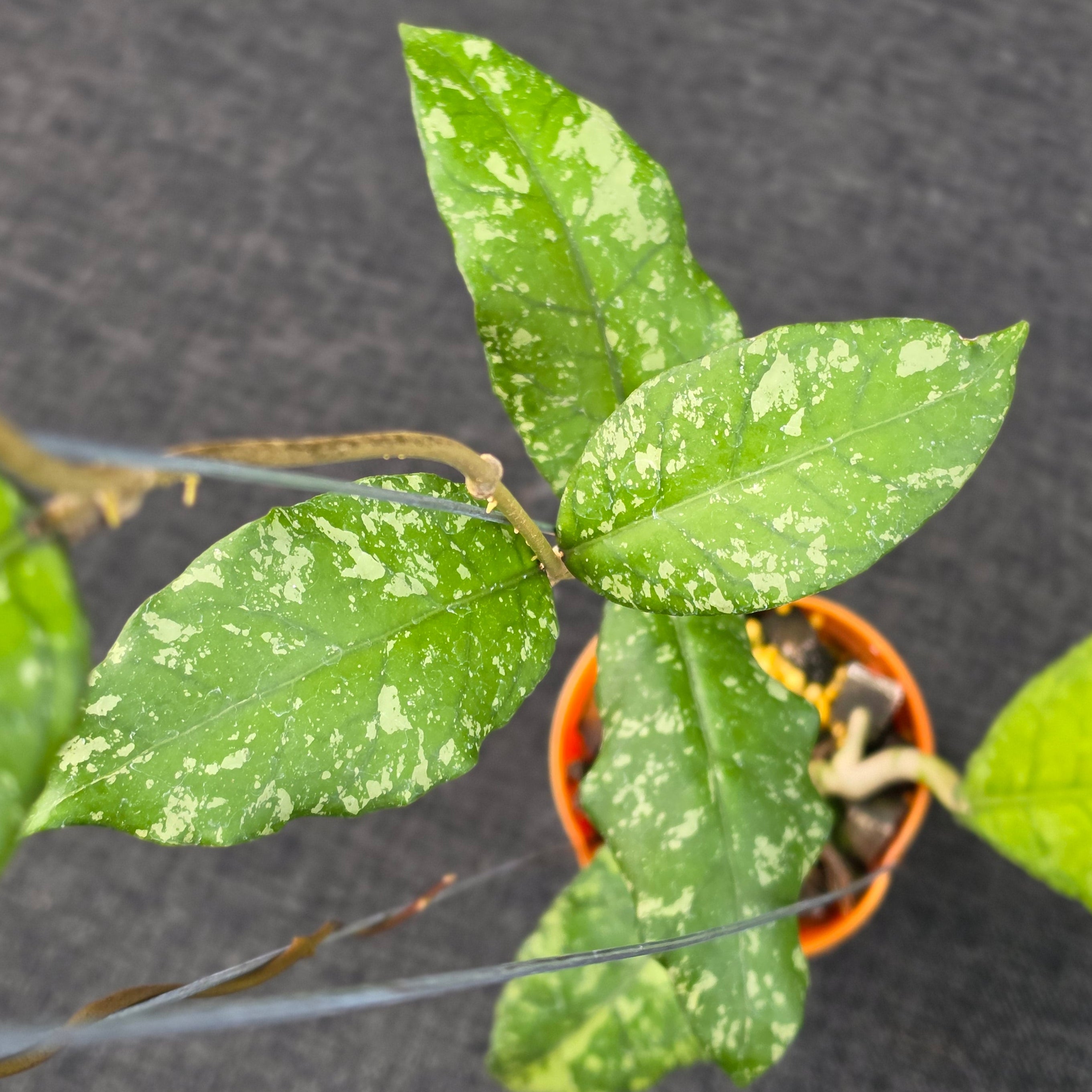Hoya sp aceh forest orb