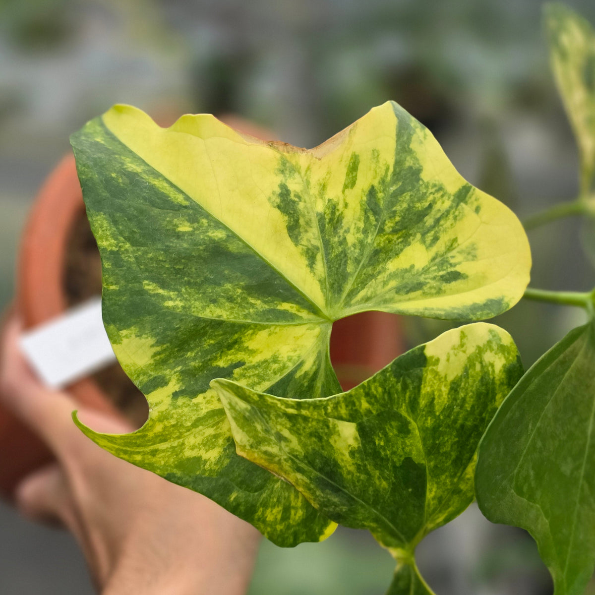 Anthurium pterodactyl variegated - AM18-09
