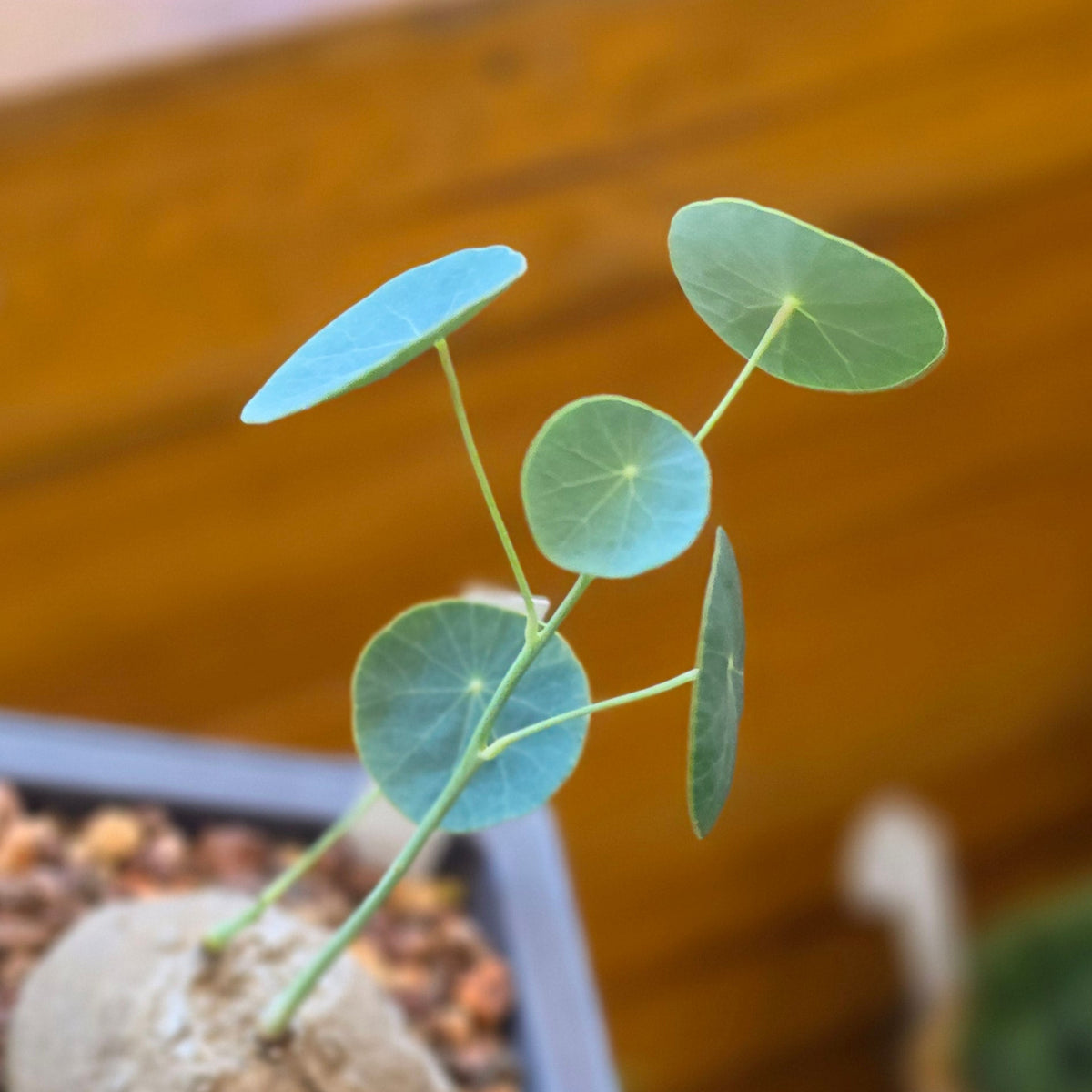 Stephania erecta