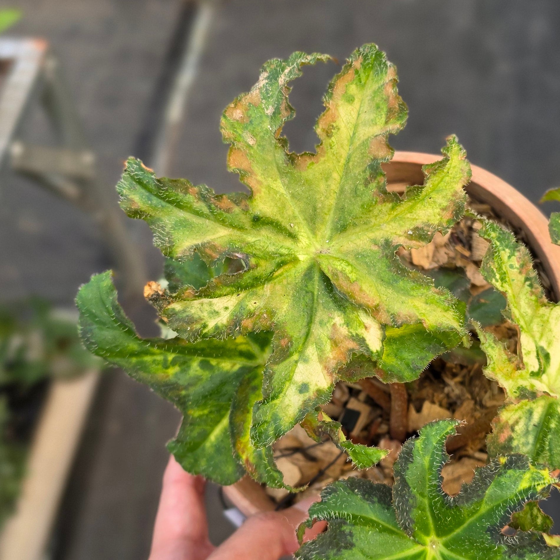 Begonia Rex Star Variegated