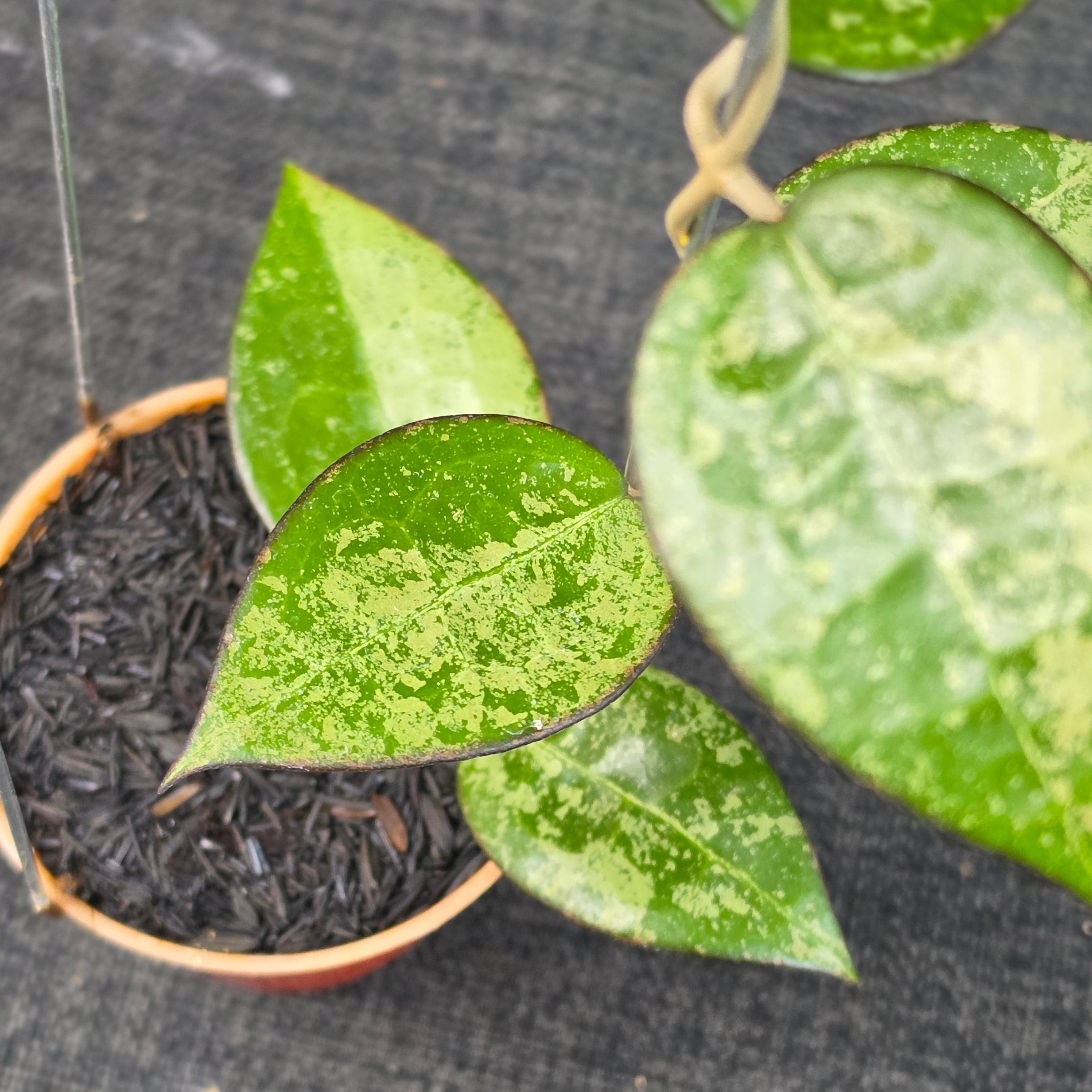 Hoya verticillata 'MA-07 High Splash'