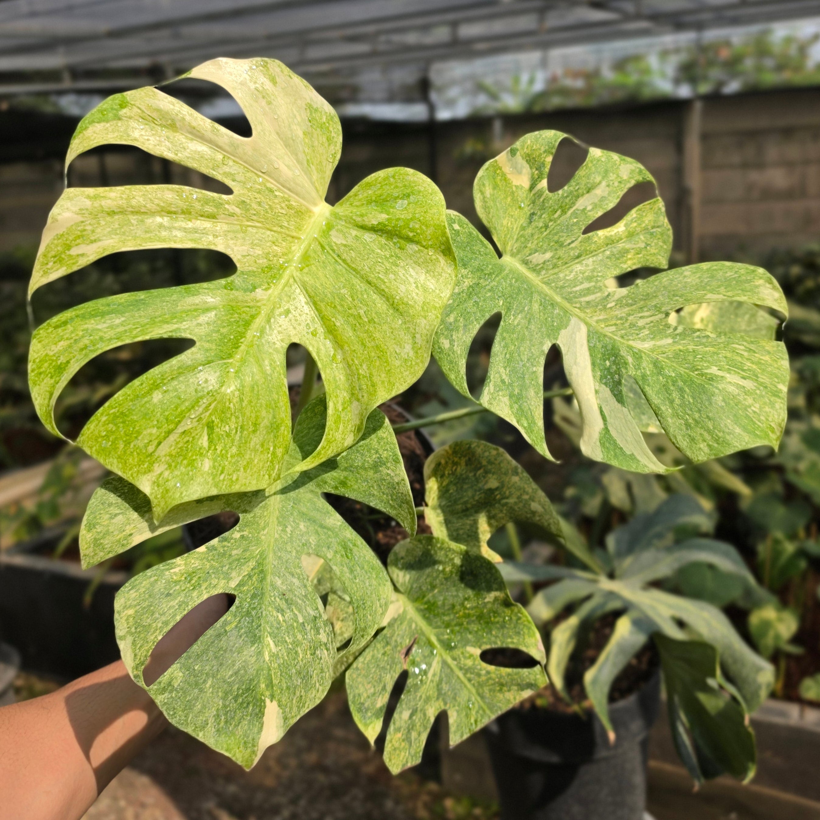 Monstera double platinum variegated - mature size