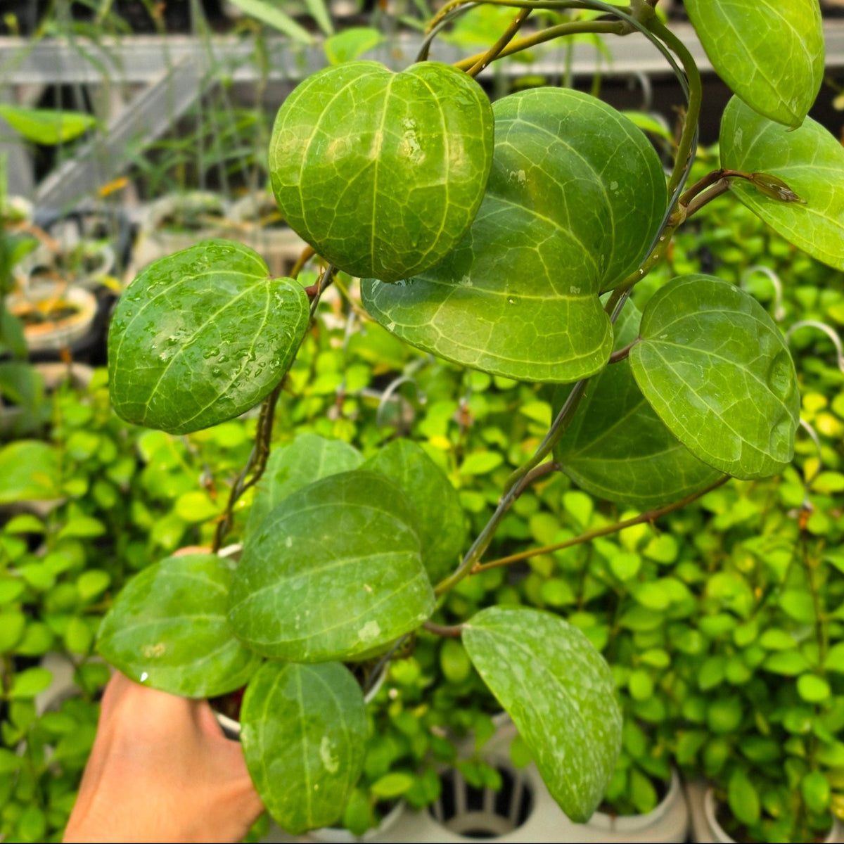 Hoya latifolia 'Sarawak Cream'