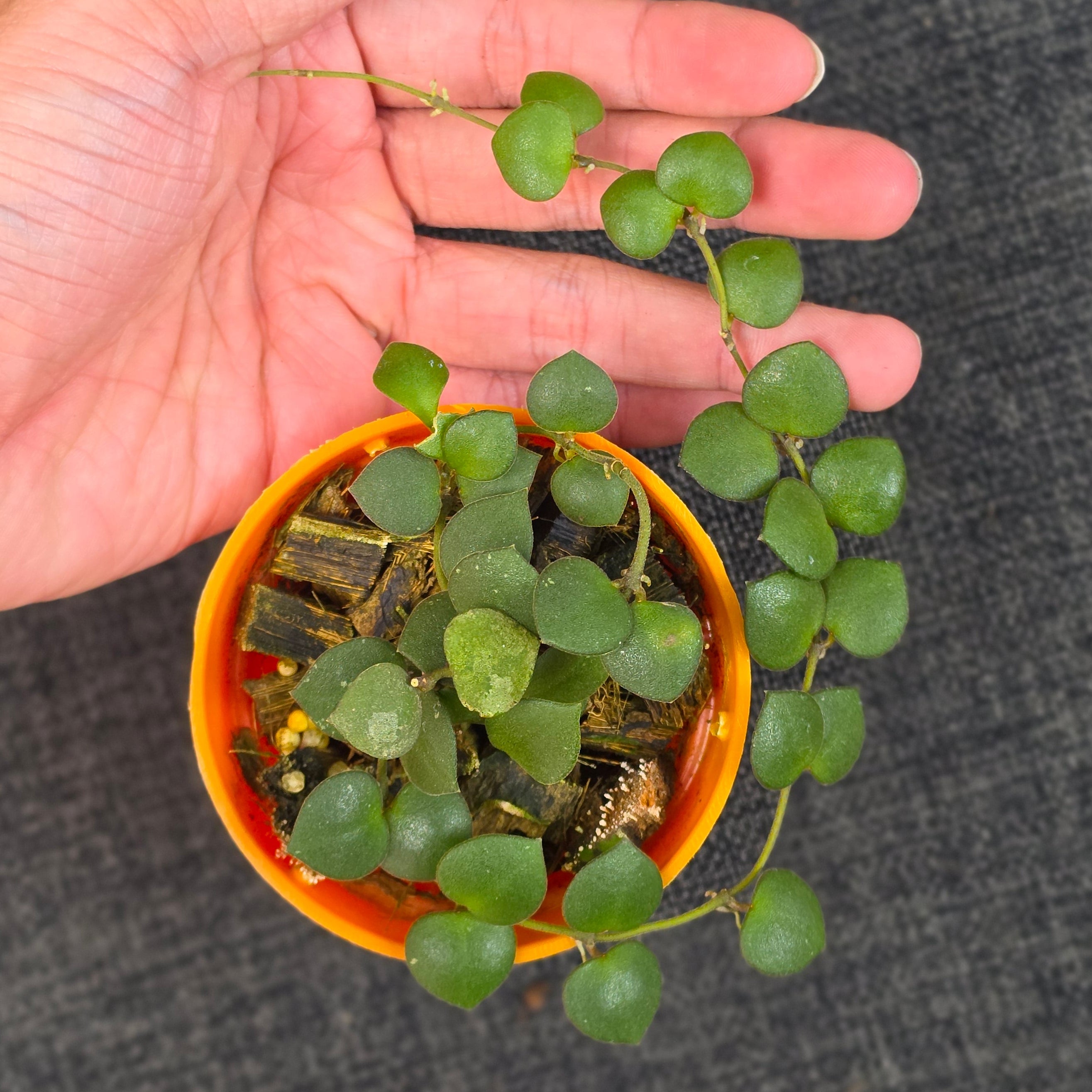 Hoya boycei 'Little Heart'