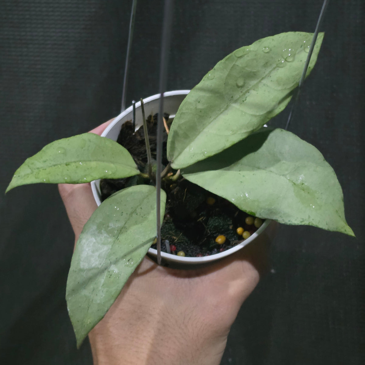 Hoya 'Emperor Silver' (aff clemensiorum)
