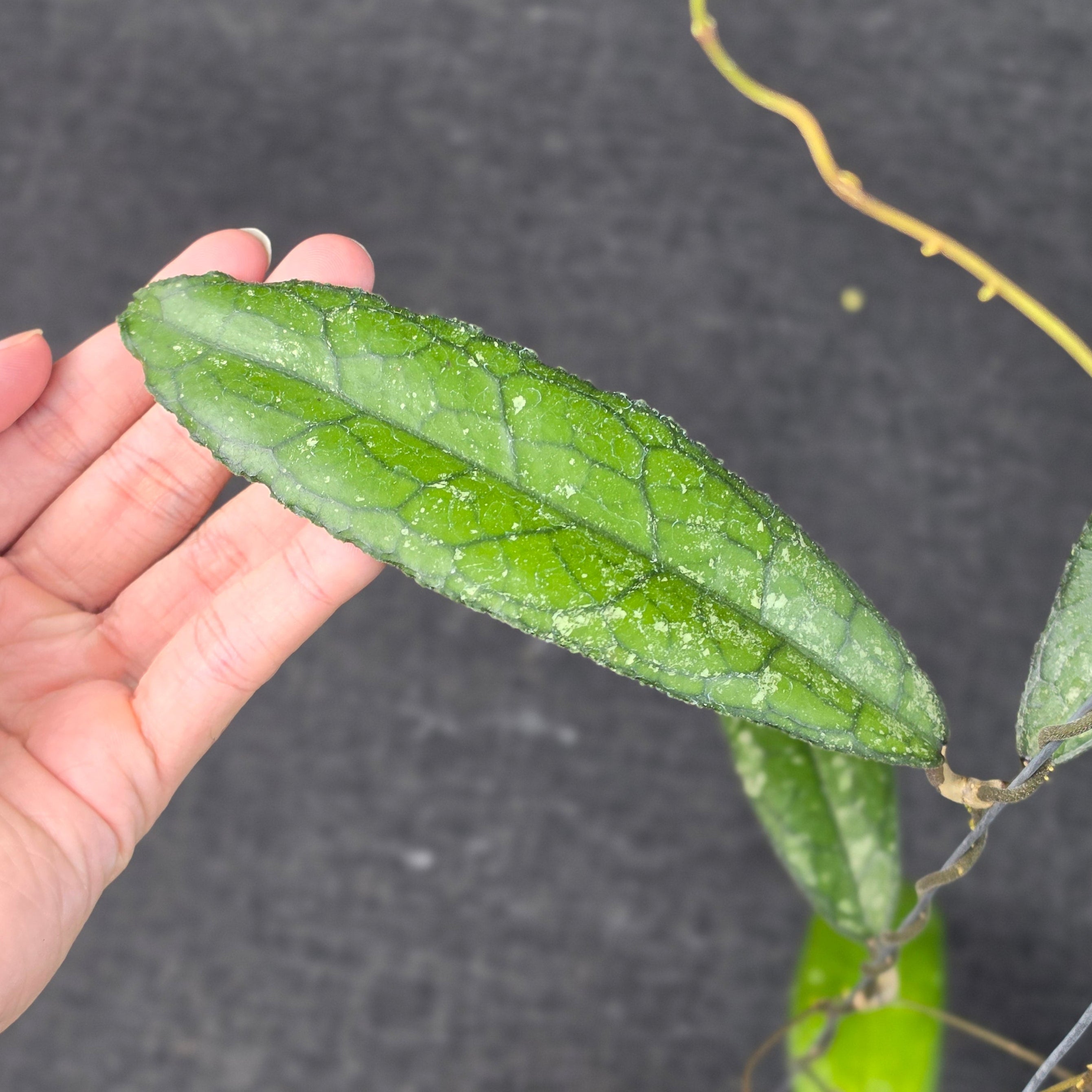 Hoya clemensiorum 'MDF-02'