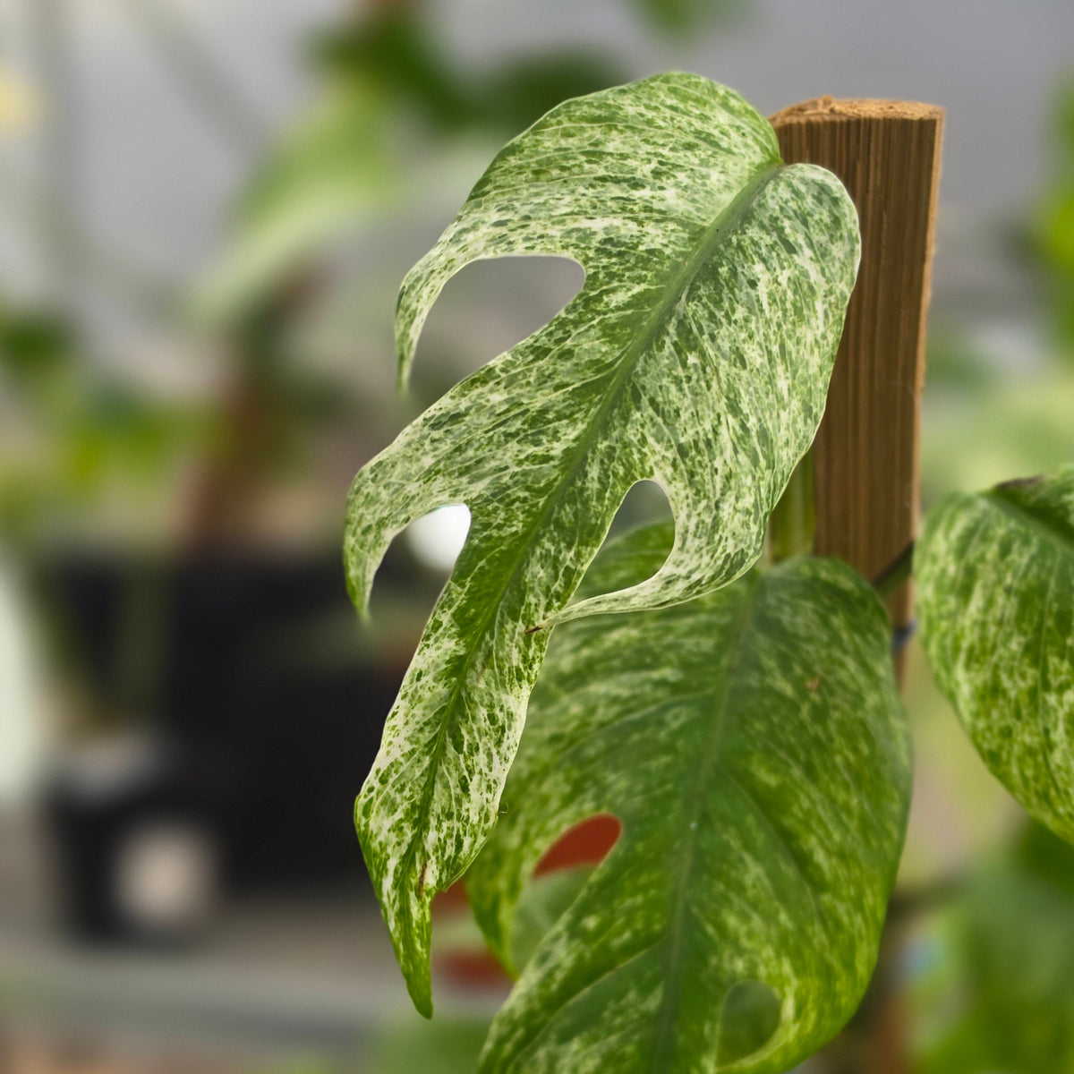 Epipremnum pinnatum white dagger - AM15-09