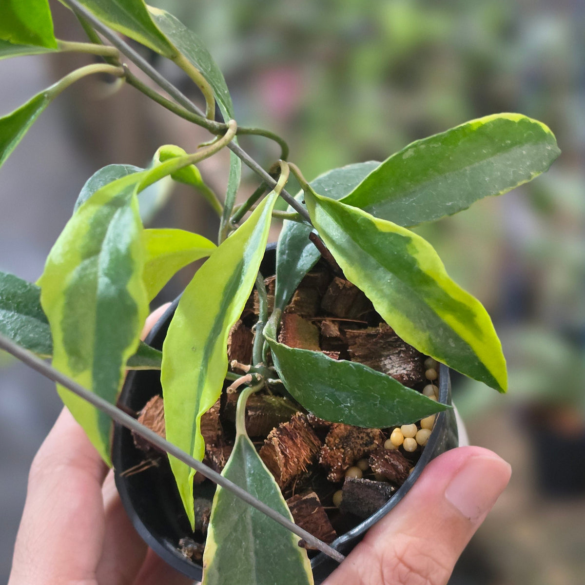 Hoya lacunosa sweet victory
