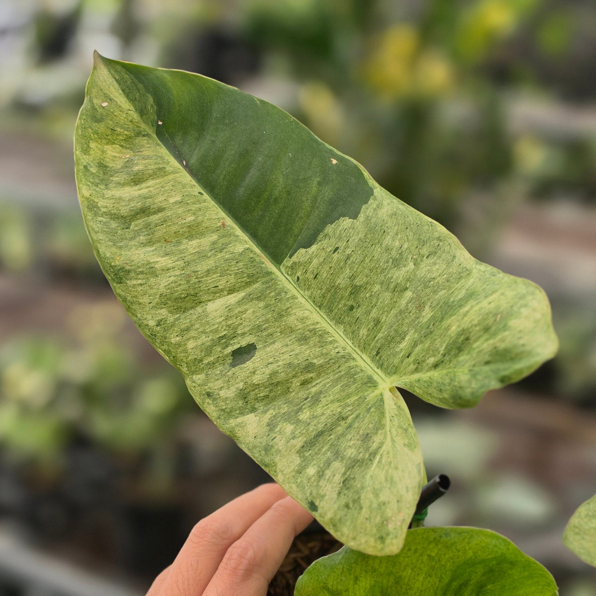 Philodendron burle marx mint variegated
