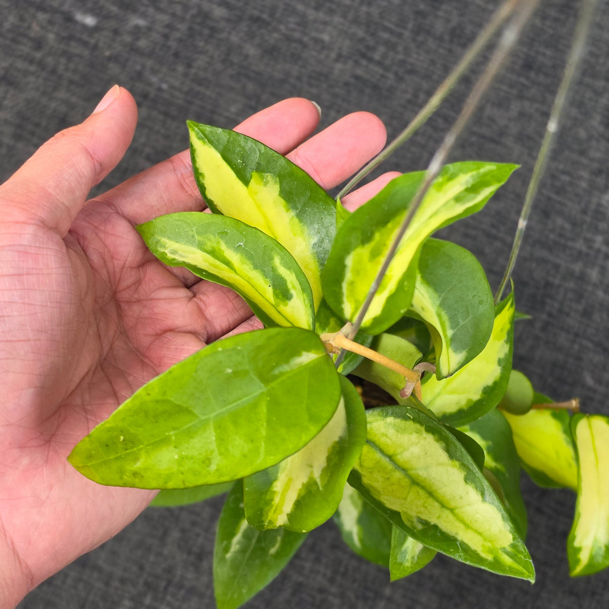 Hoya panglayensis 'Inner Variegata'