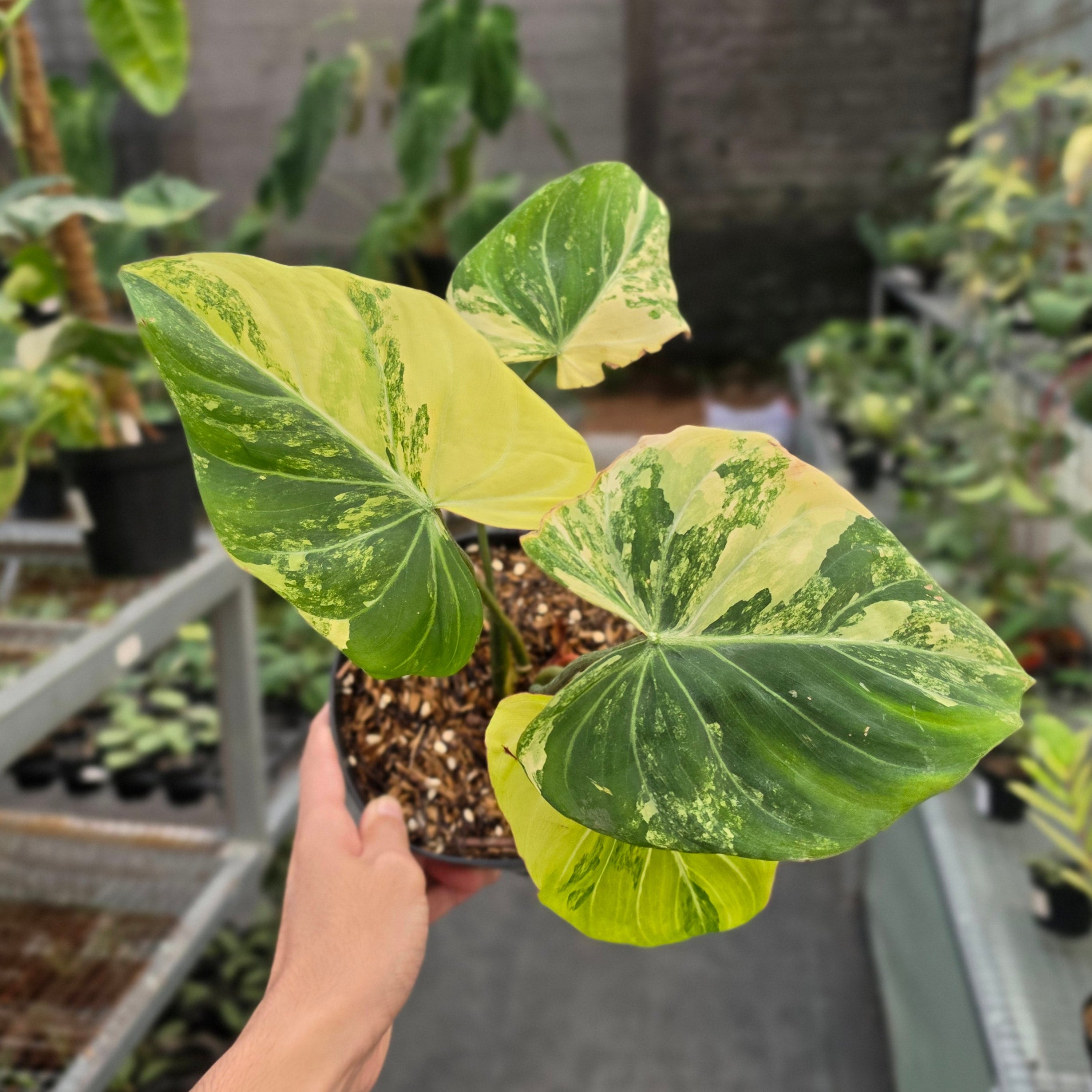 Philodendron gloriosum albo variegated