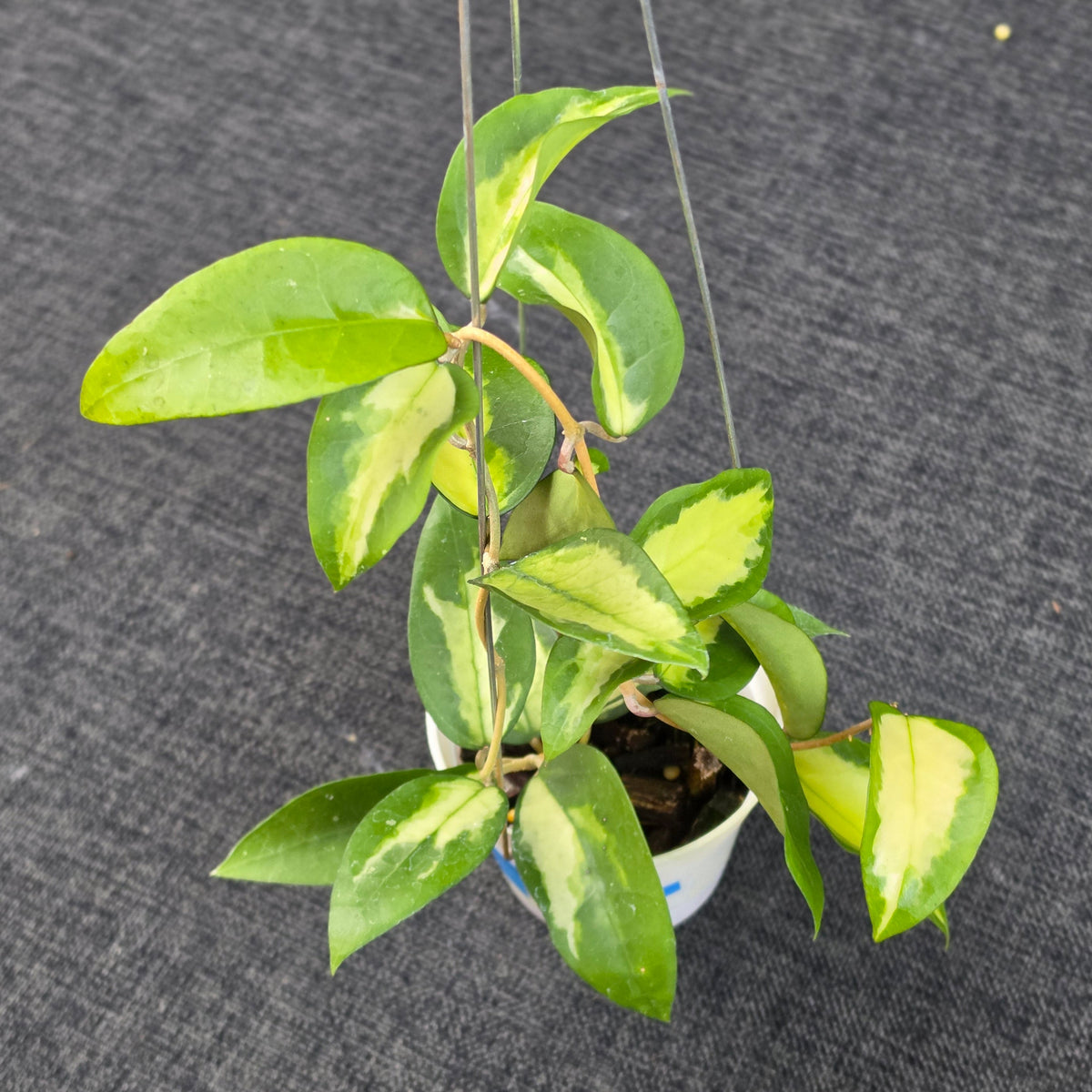 Hoya panglayensis 'Inner Variegata'