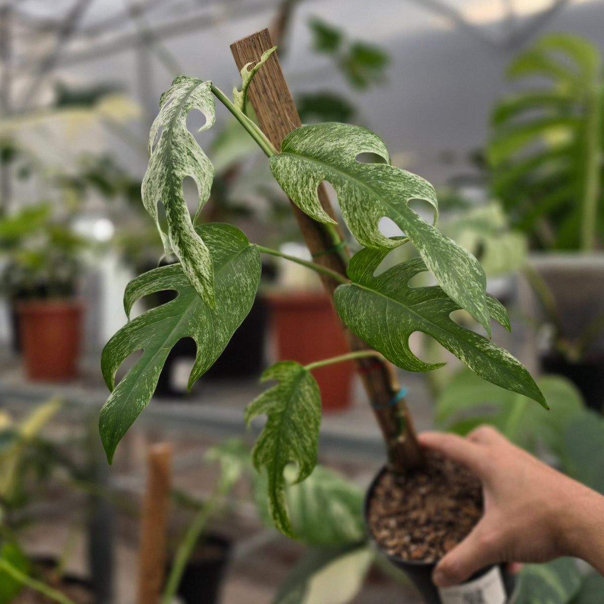 Epipremnum pinnatum white dagger - AM16-09