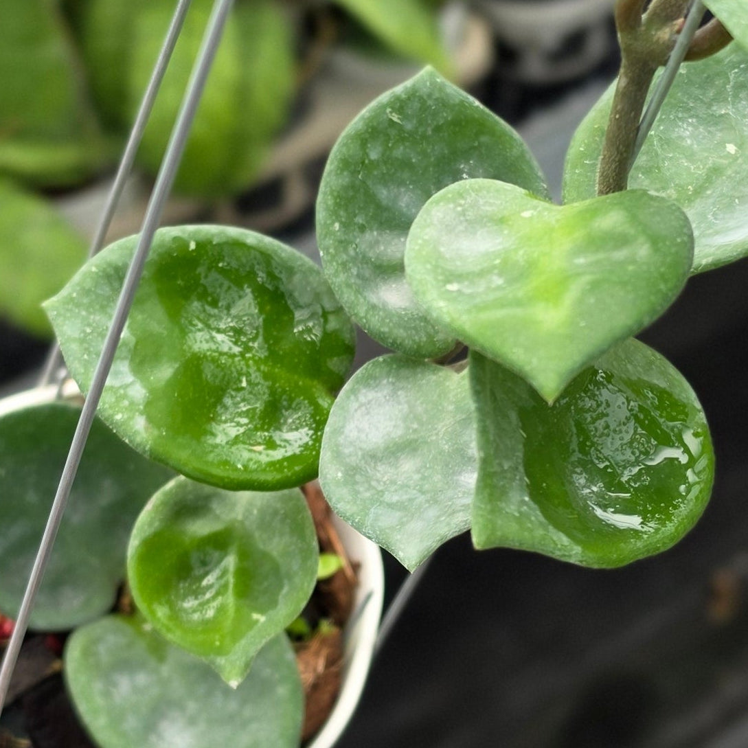 Hoya carnosa ‘Snowball’