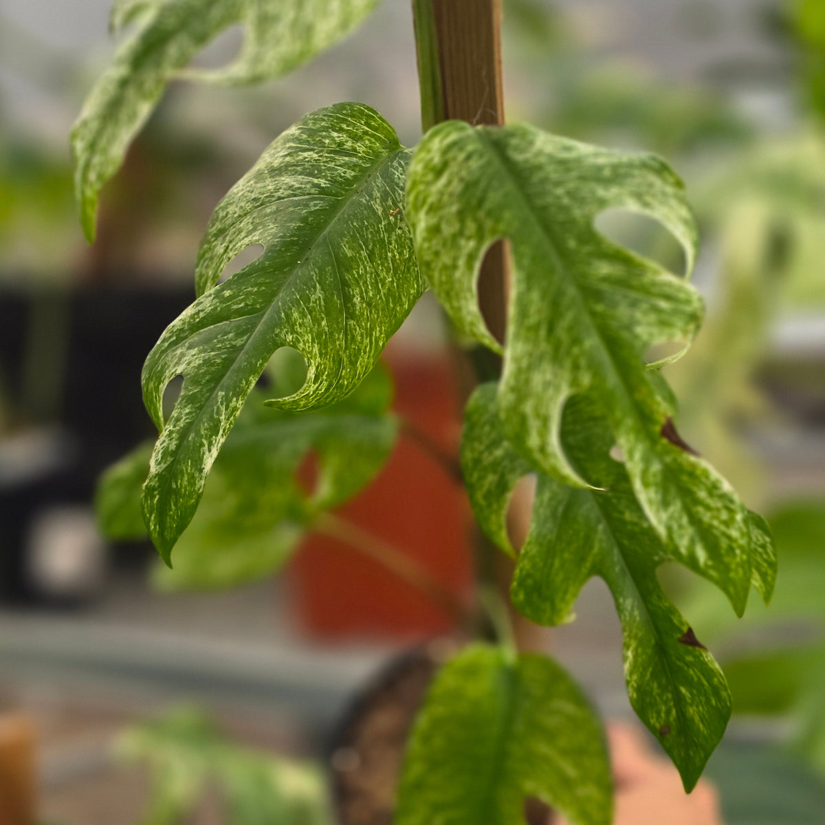 Epipremnum pinnatum white dagger - AM15-09