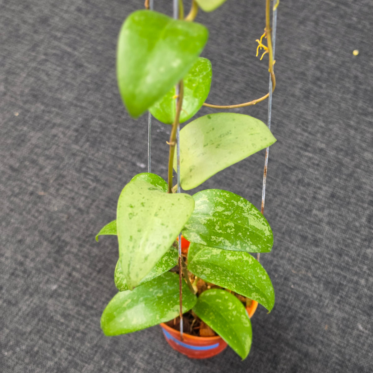 Hoya verticillata 'Purple Aurora'