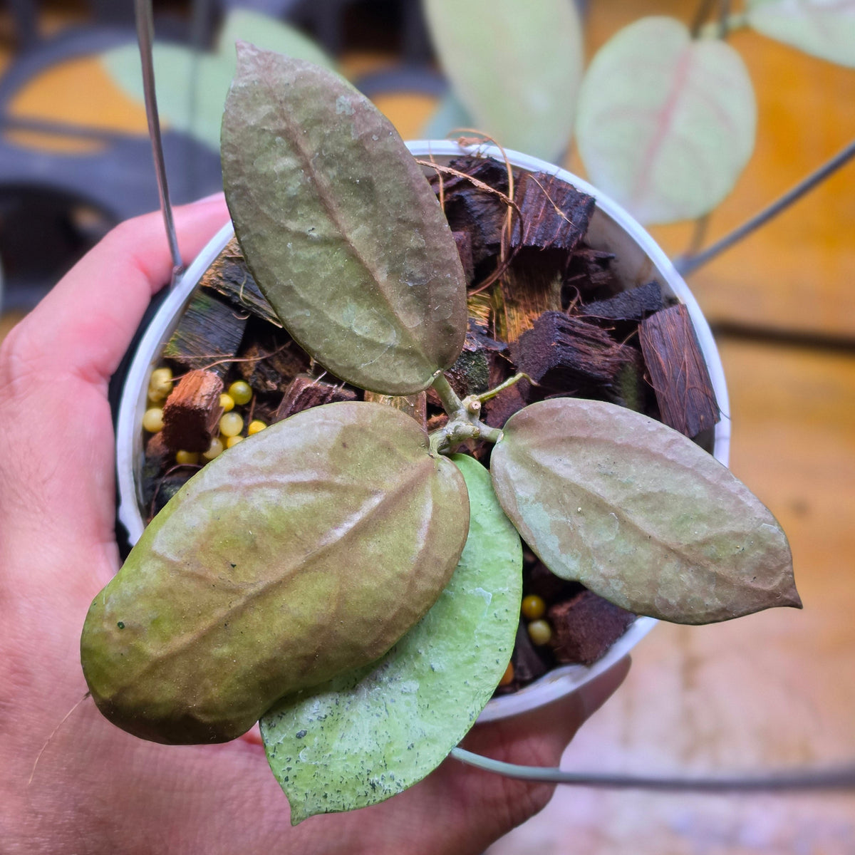 Hoya moon blush