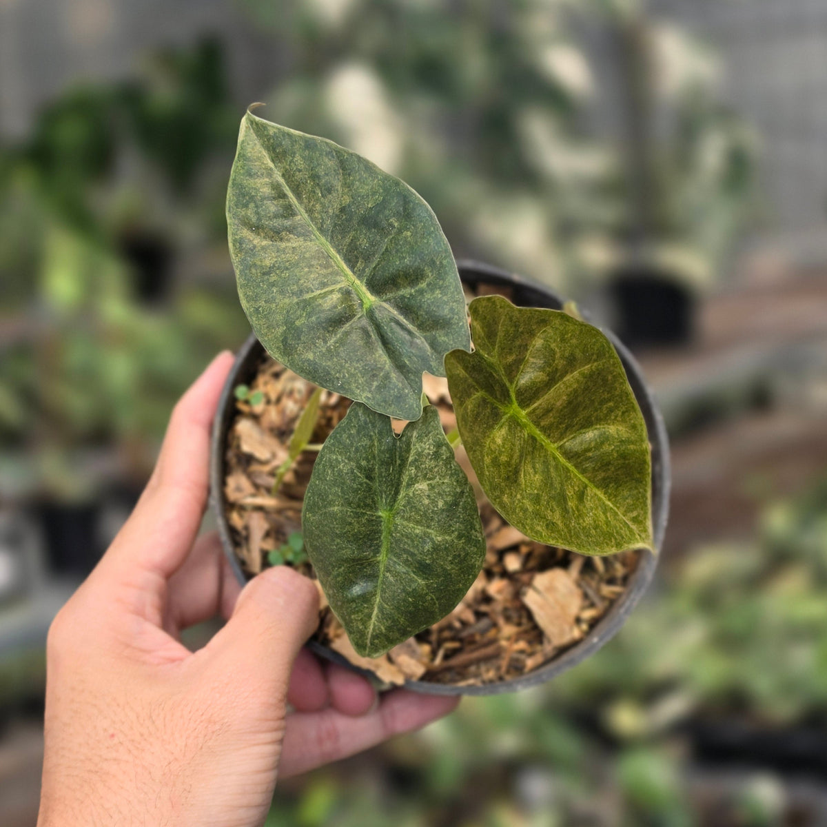 Alocasia golden bone variegated
