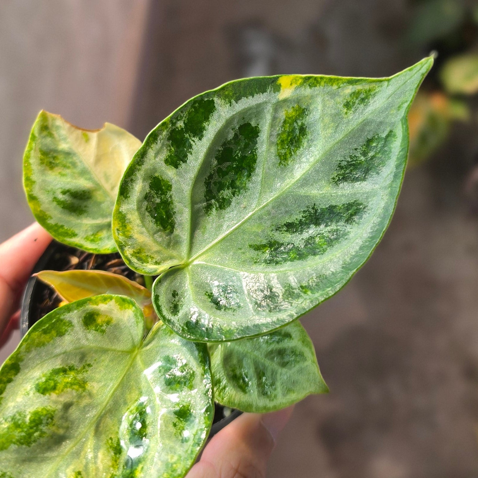Anthurium Silver Chrome Variegated