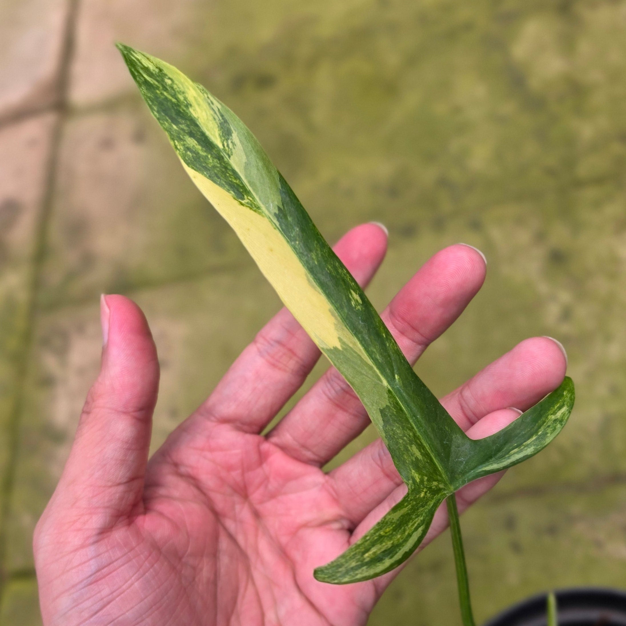 Philodendron holtonianum variegated
