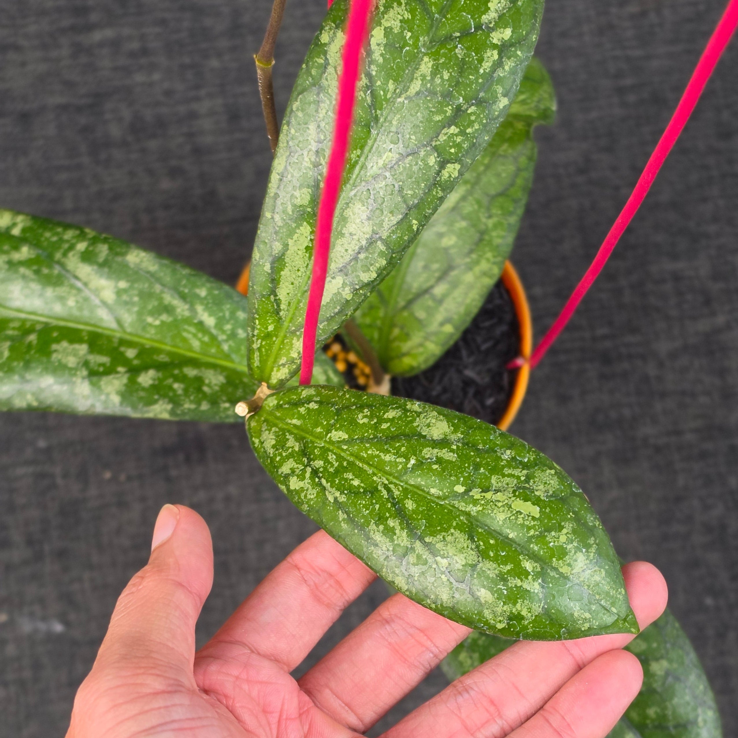 Hoya sp 'Tanggamus Way Maja'
