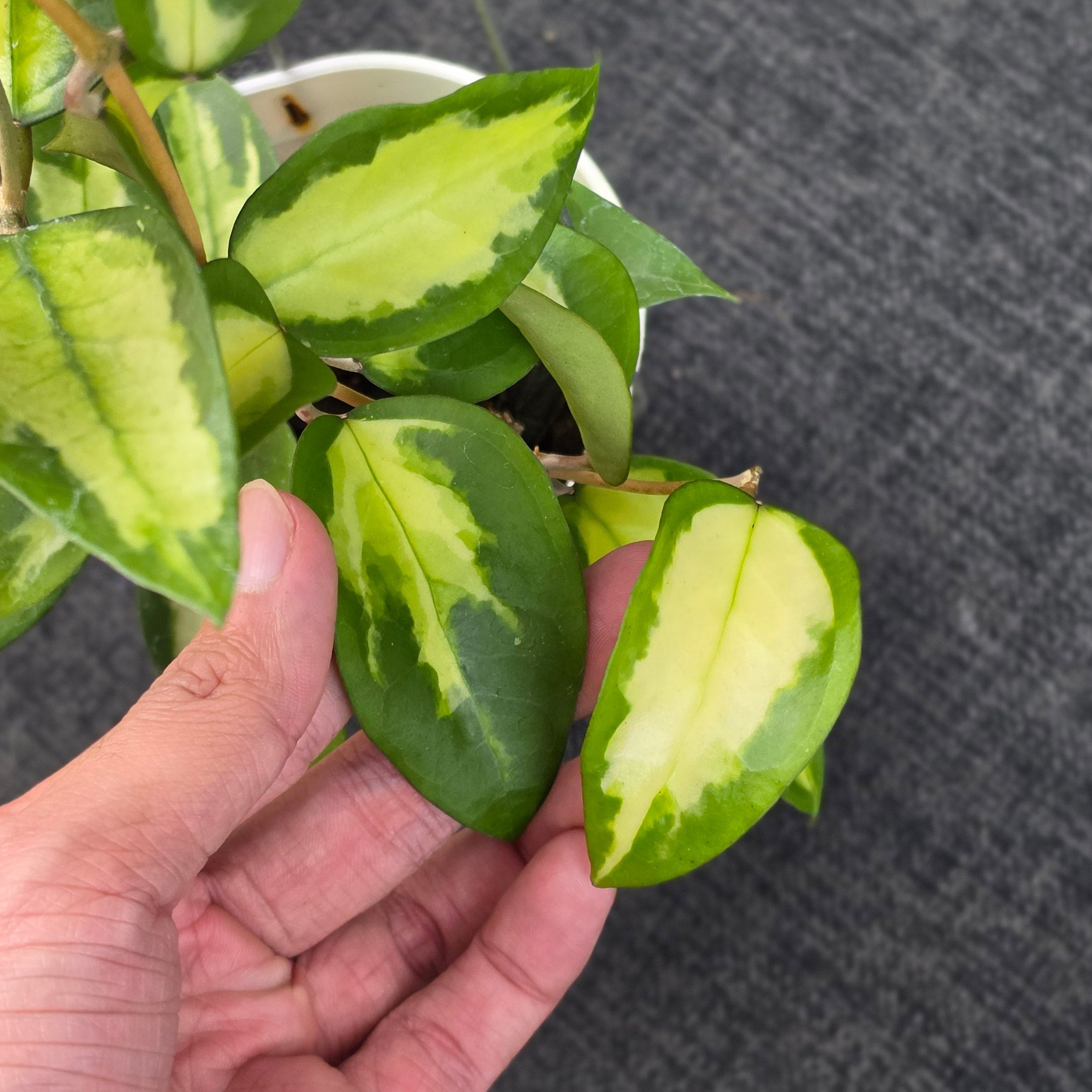 Hoya panglayensis 'Inner Variegata'