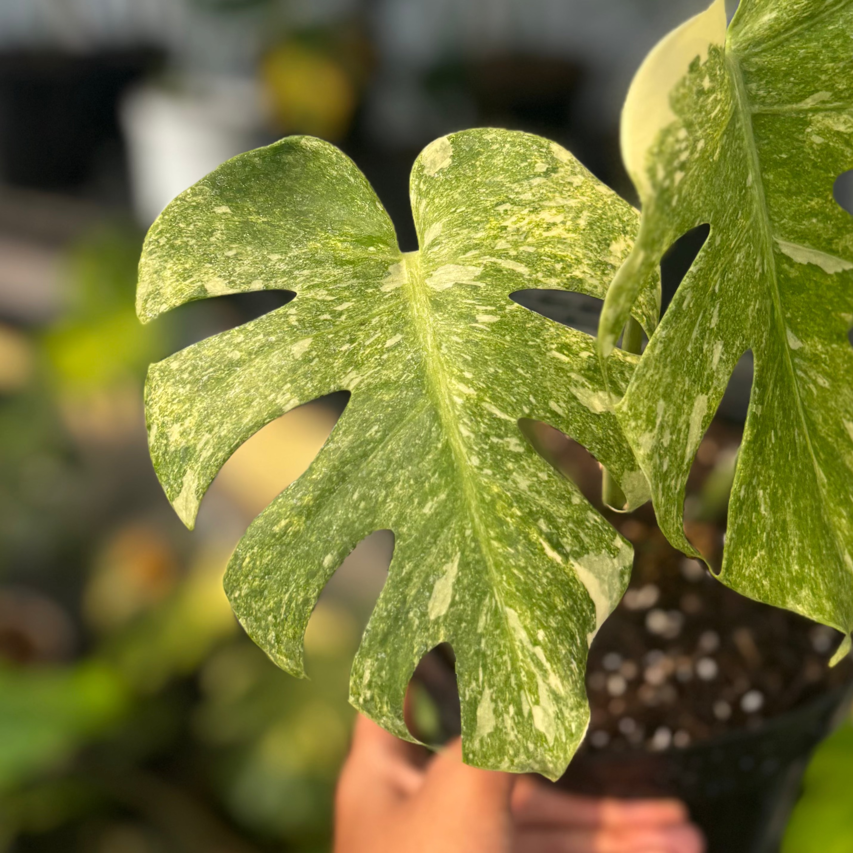 Monstera double platinum variegated