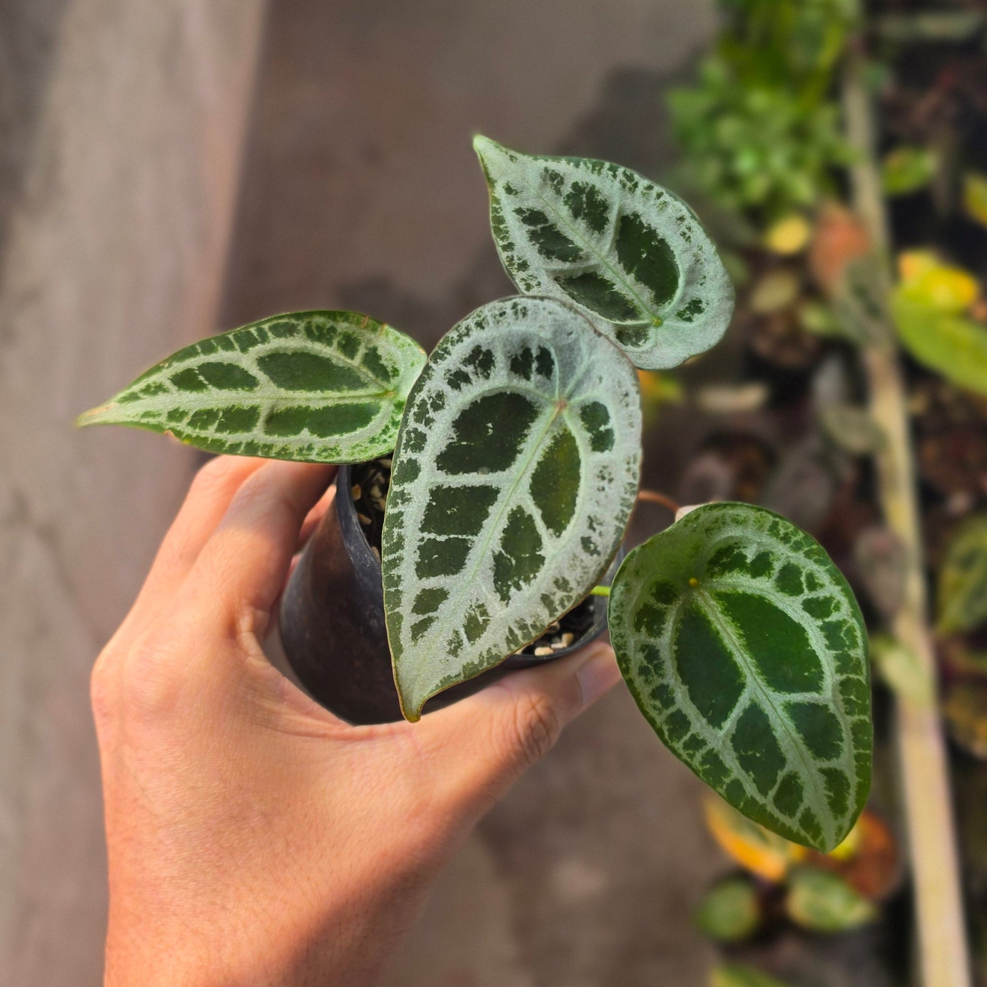 Anthurium red diamond shield