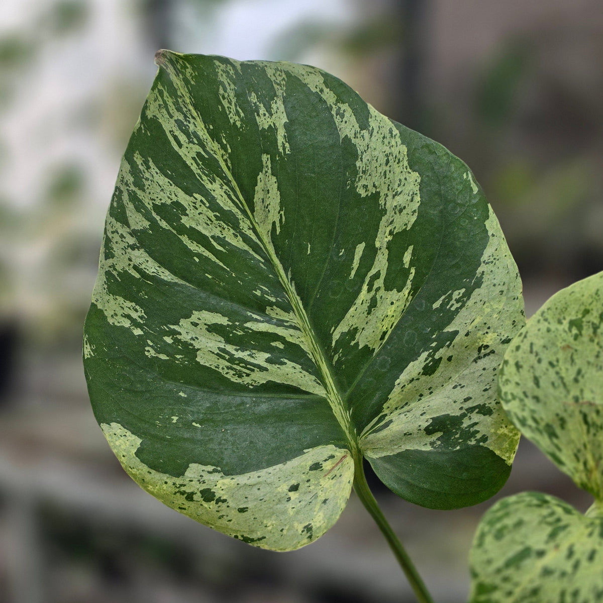 Monstera bulbasaur