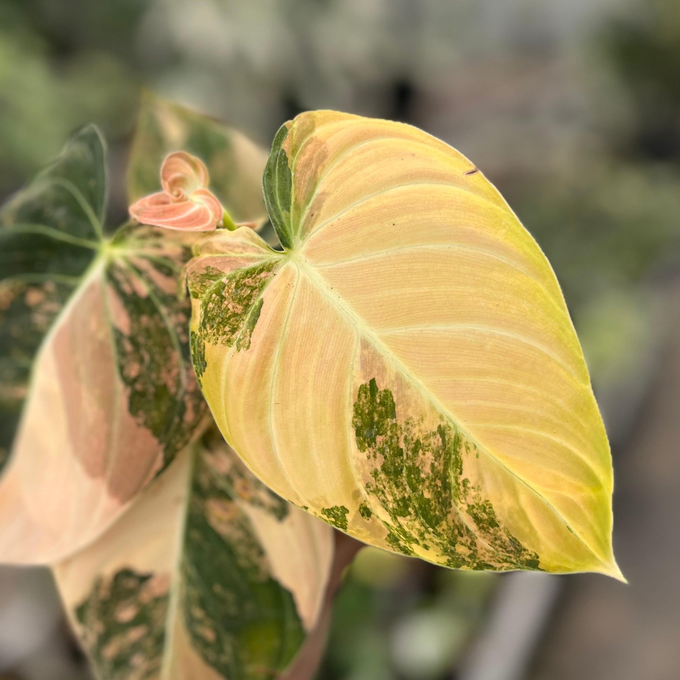 Philodendron melanochrysum orange variegated