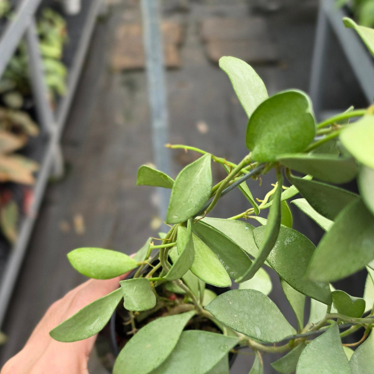 Hoya nummularioides ‘Silver’