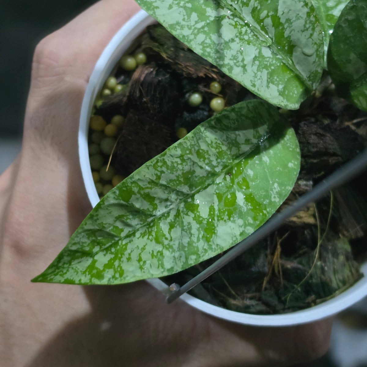 Hoya sp aceh perak raya