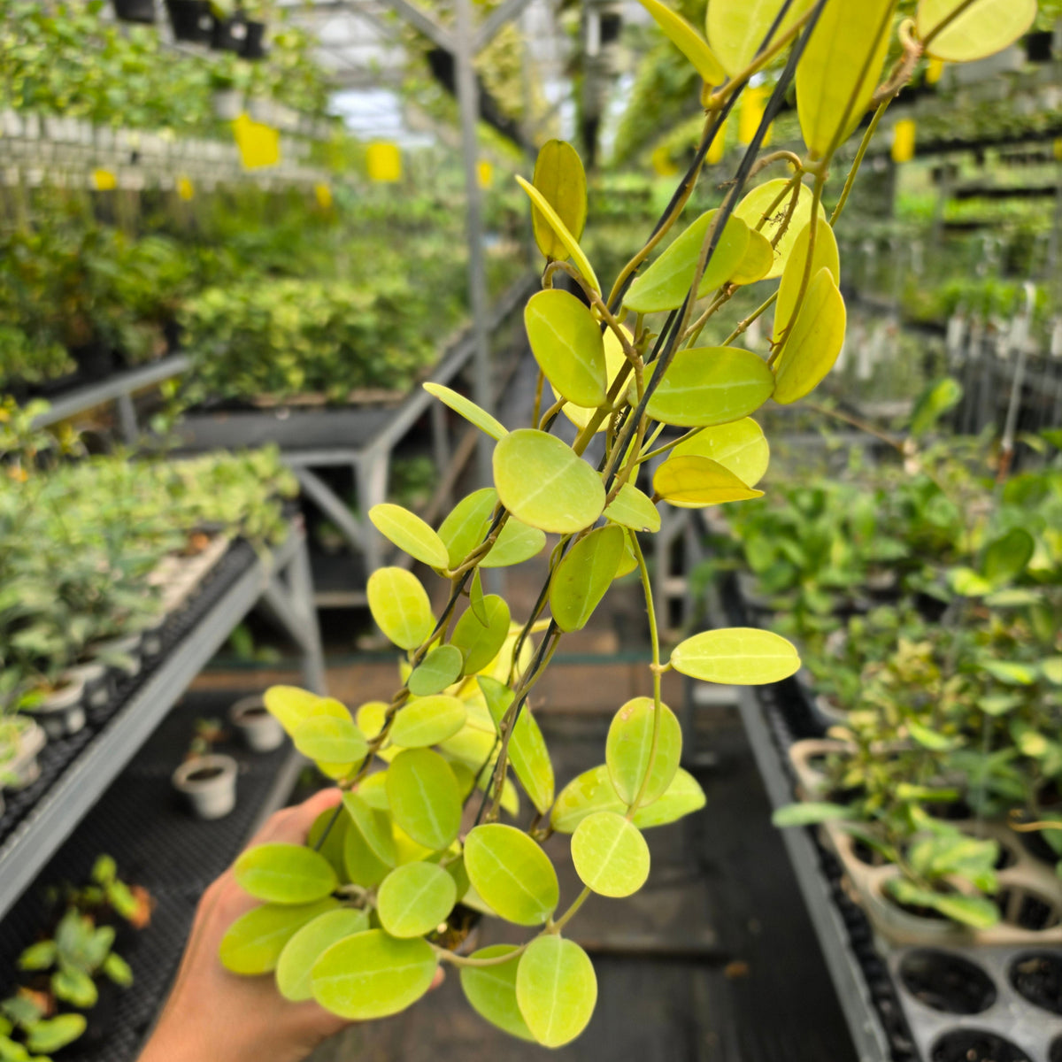 Hoya elliptica Kalimantan Barat