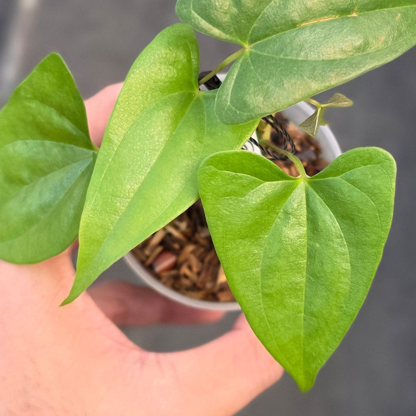 Dioscorea sp golden