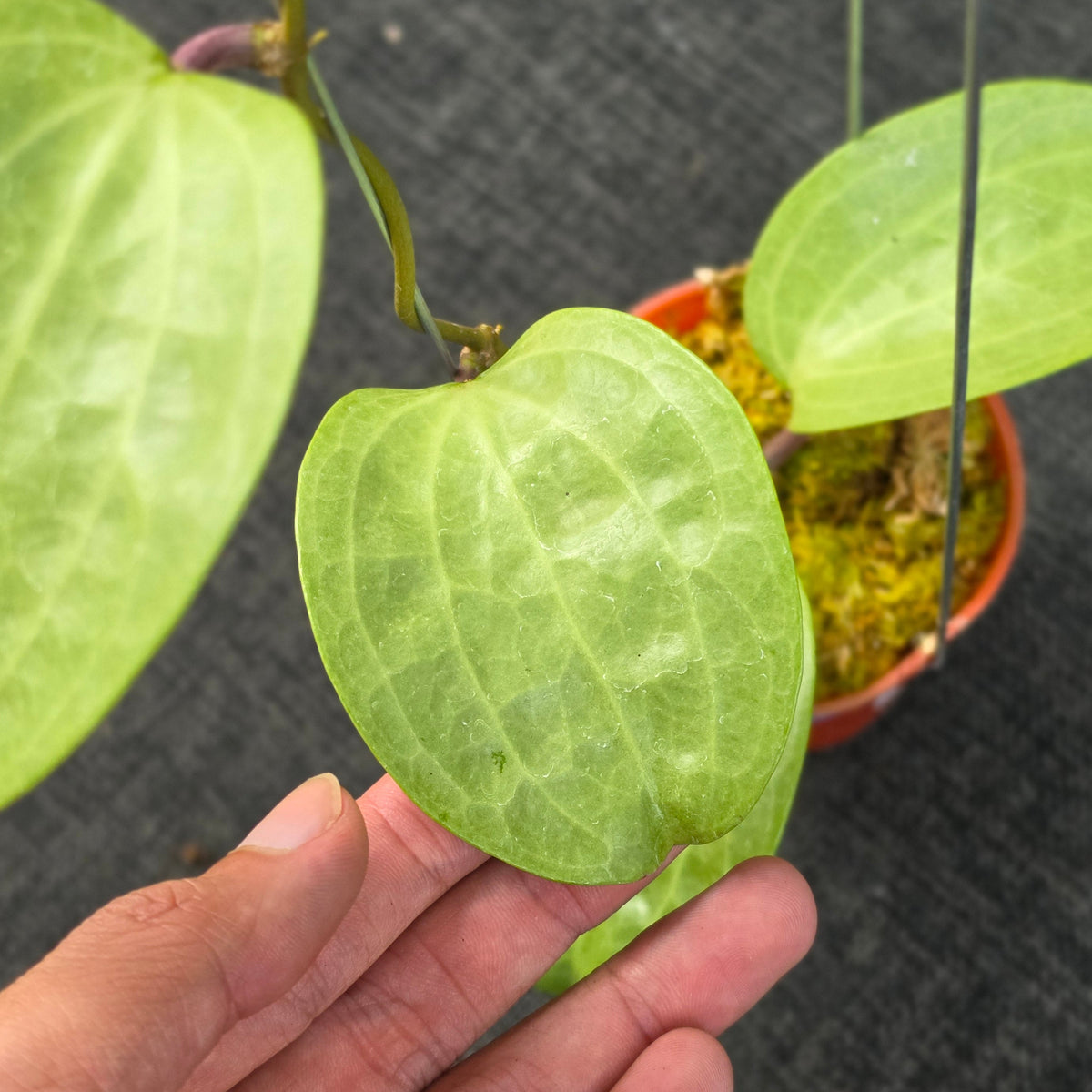 Hoya latifolia 'Filea'