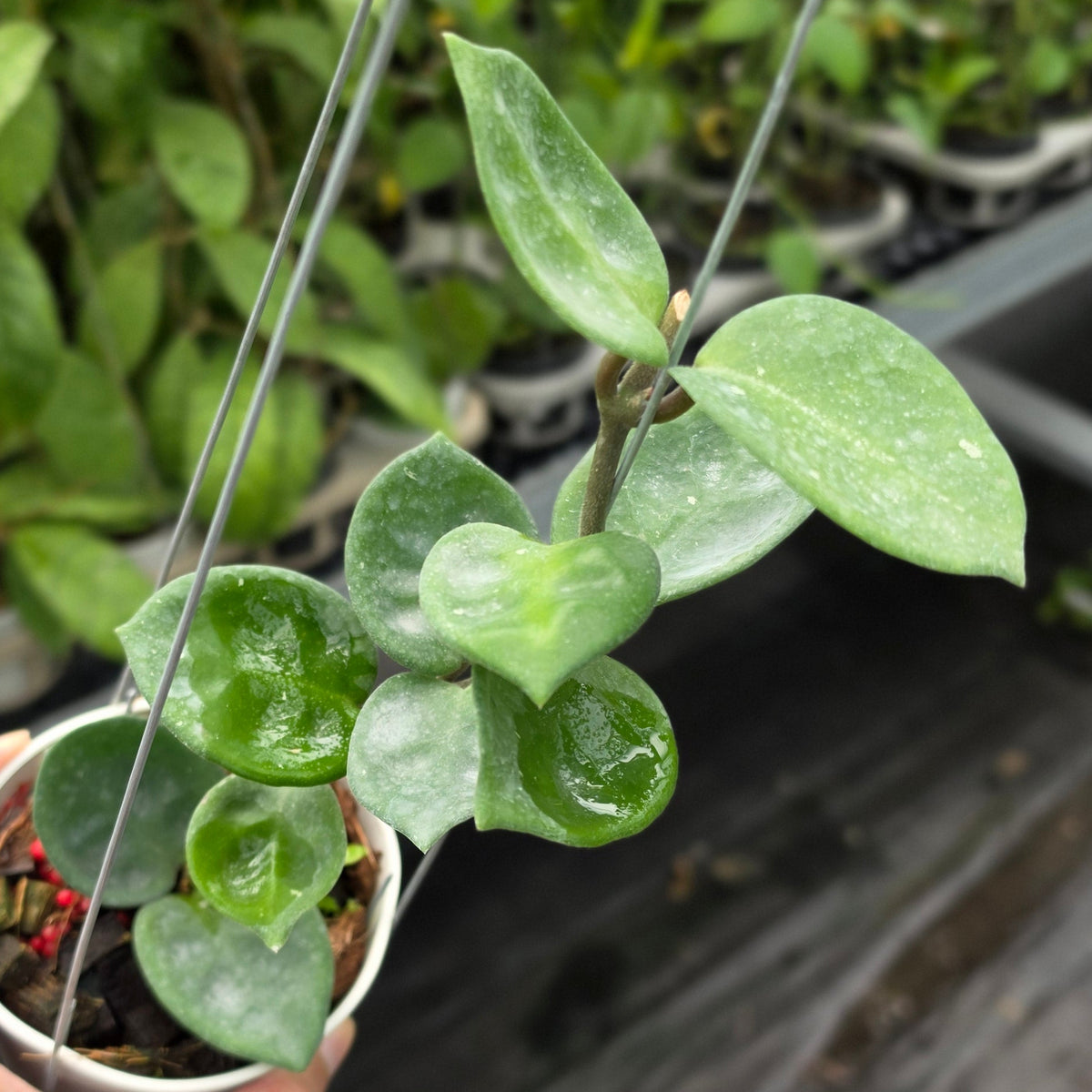 Hoya carnosa ‘Snowball’