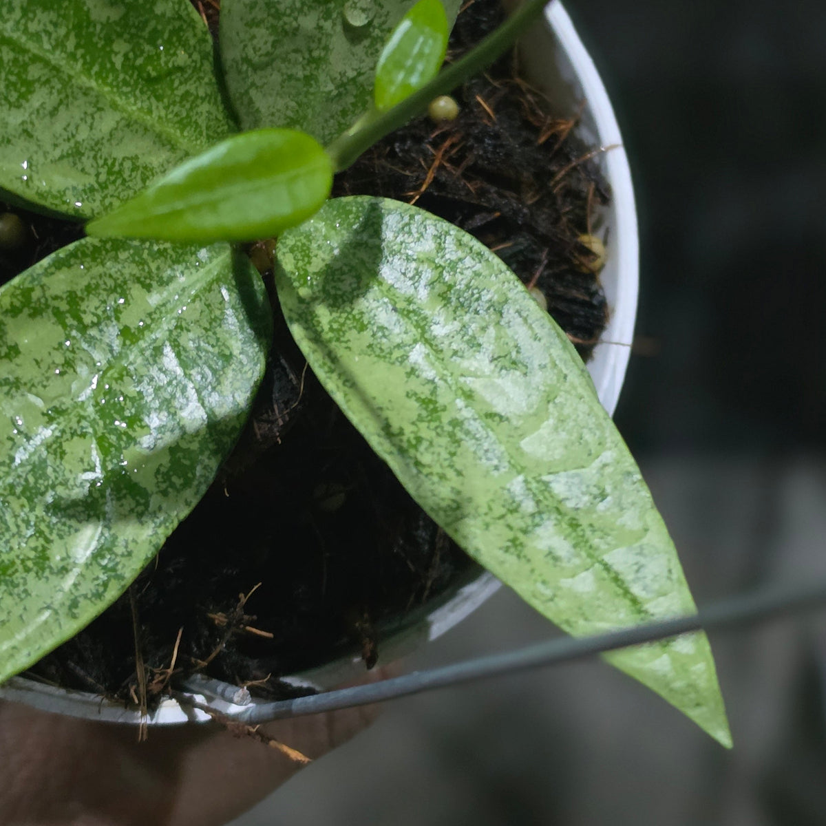 Hoya Punakawan Silver