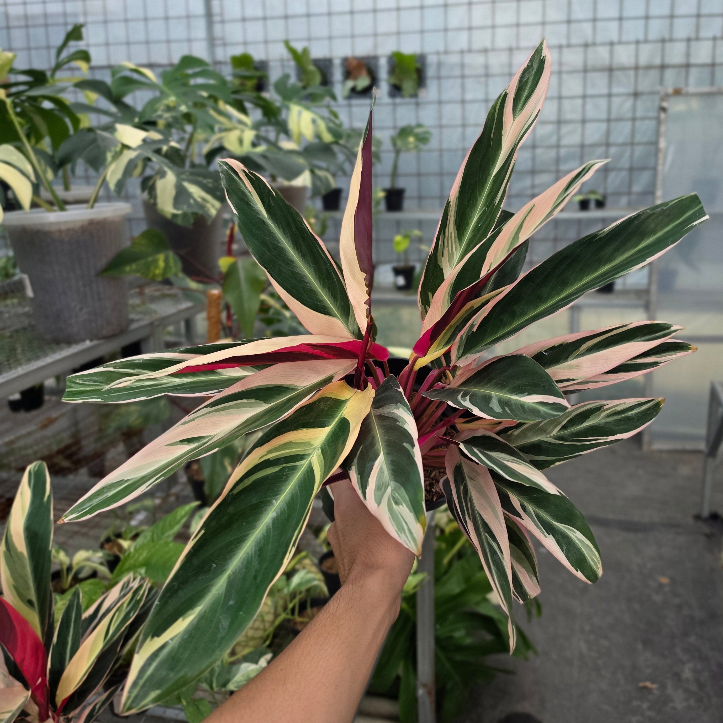 RP Calathea Triostar variegated - AM17-08