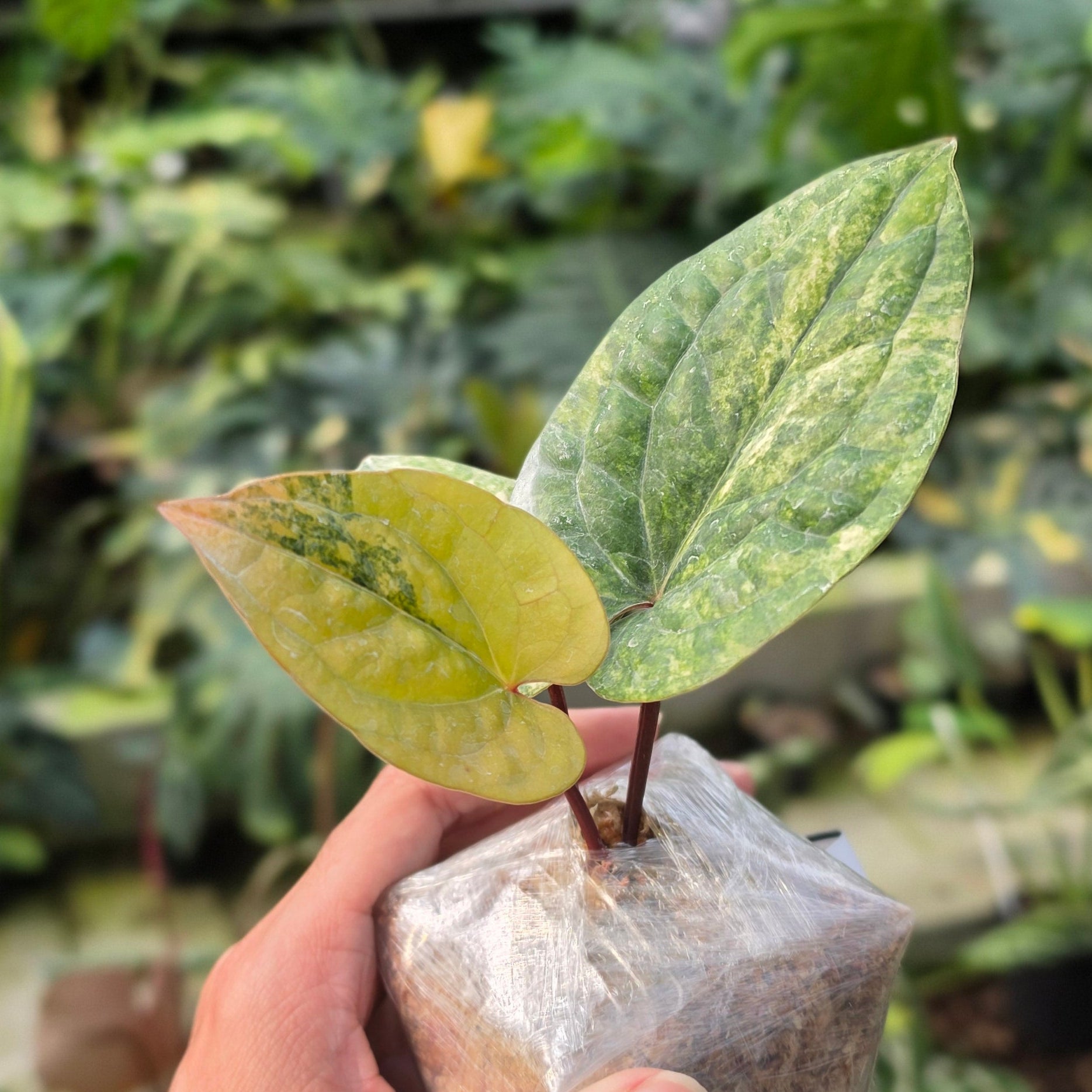 Anthurium Radicans variegated