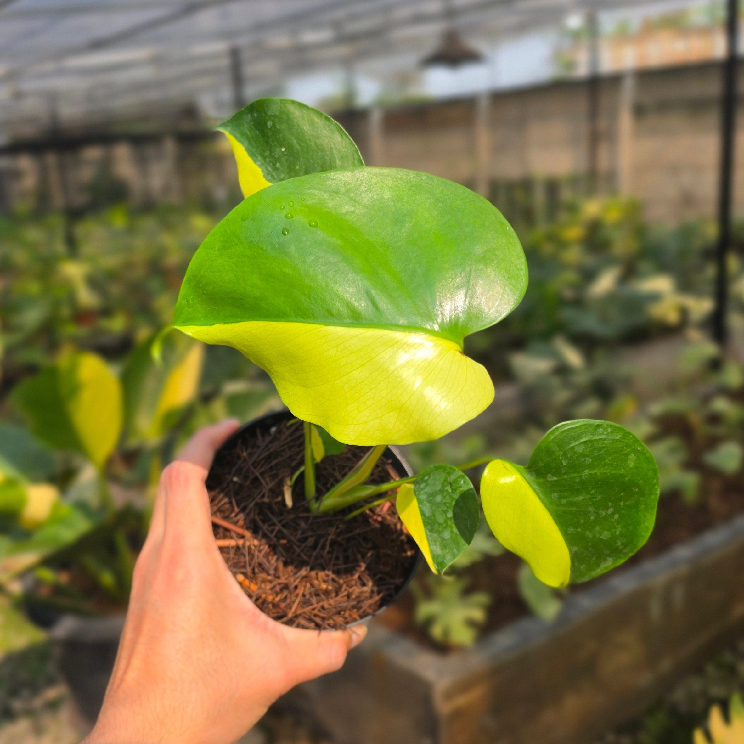 Monstera Lemon Lime