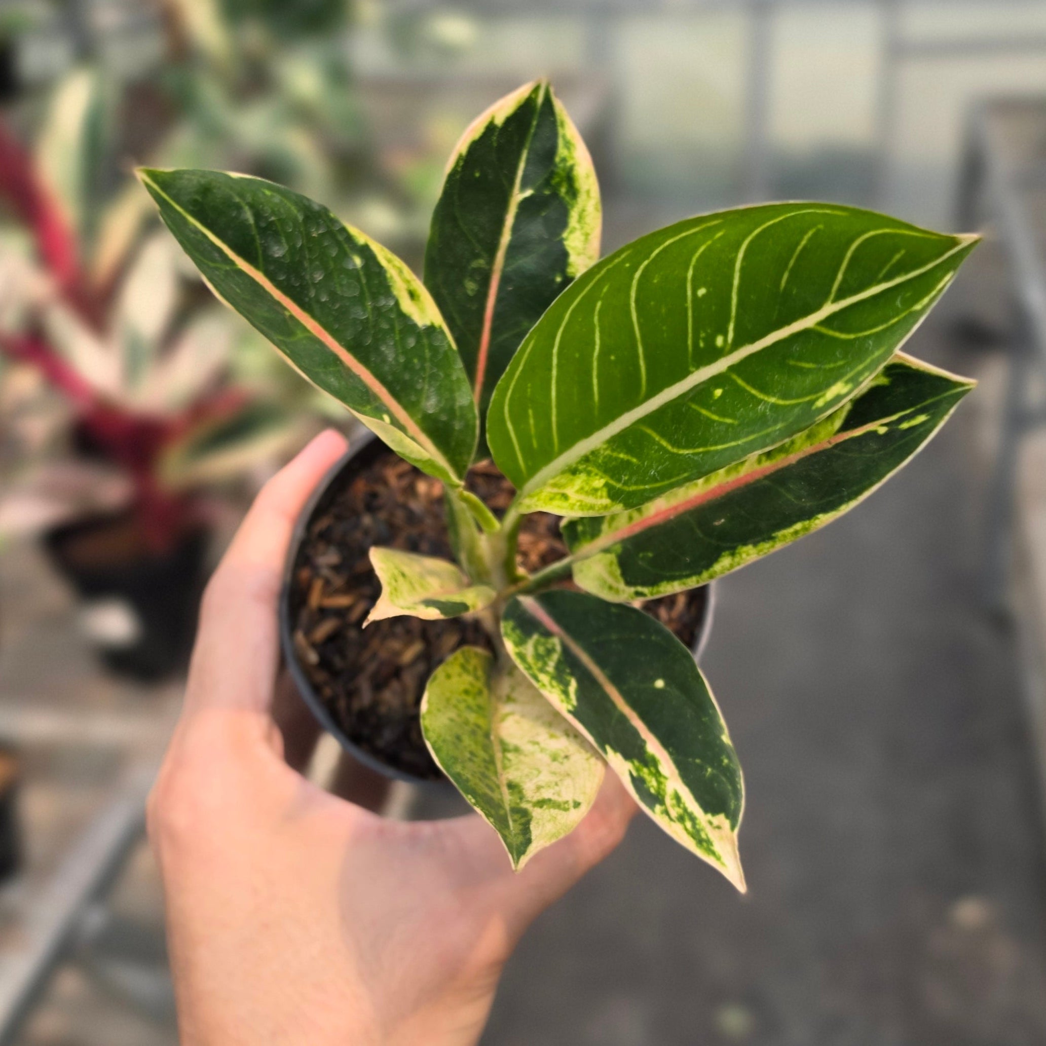 RP Aglaonema Donacarmen santi variegated - AM14-08