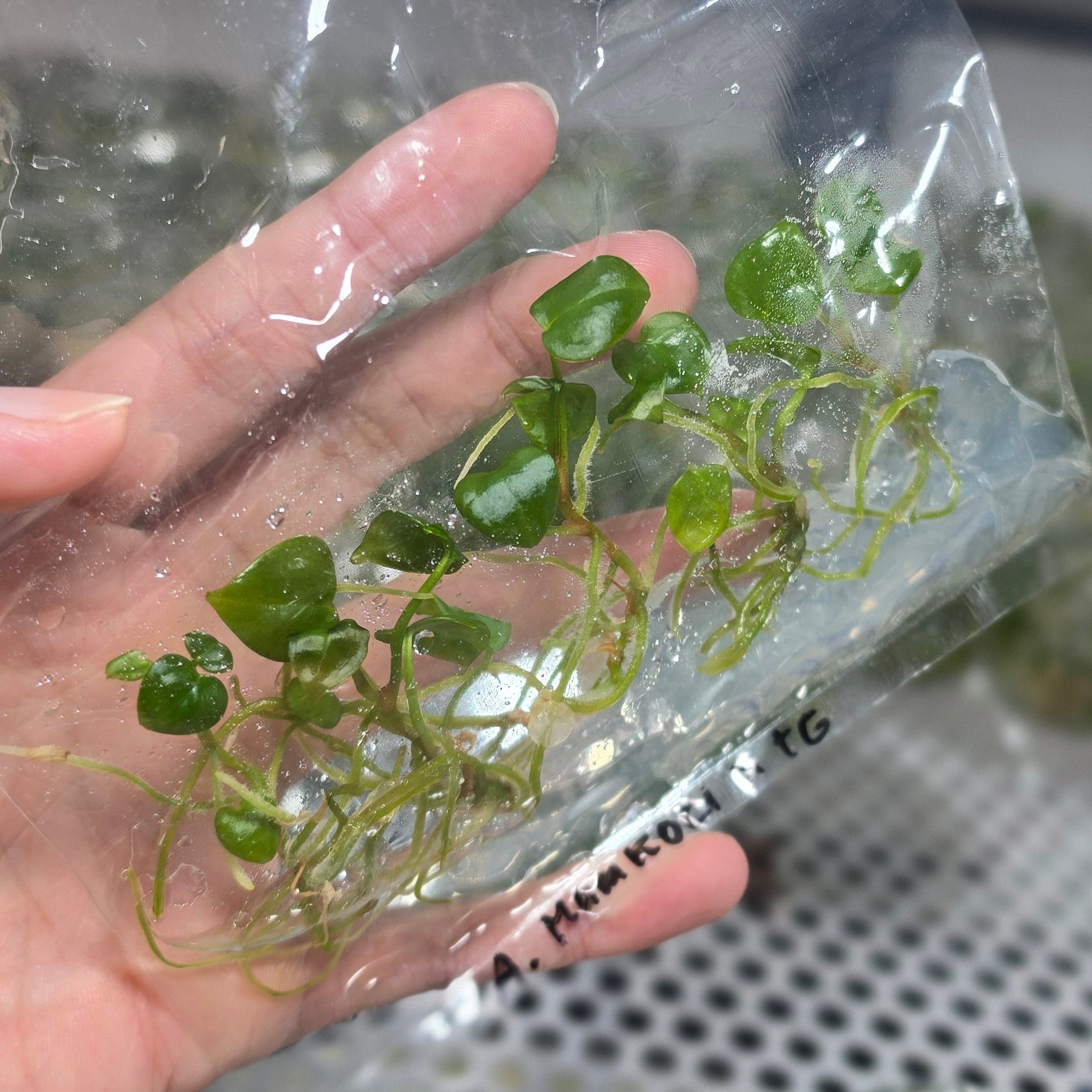 Anthurium mangkoci tortoise grey - Tissue culture