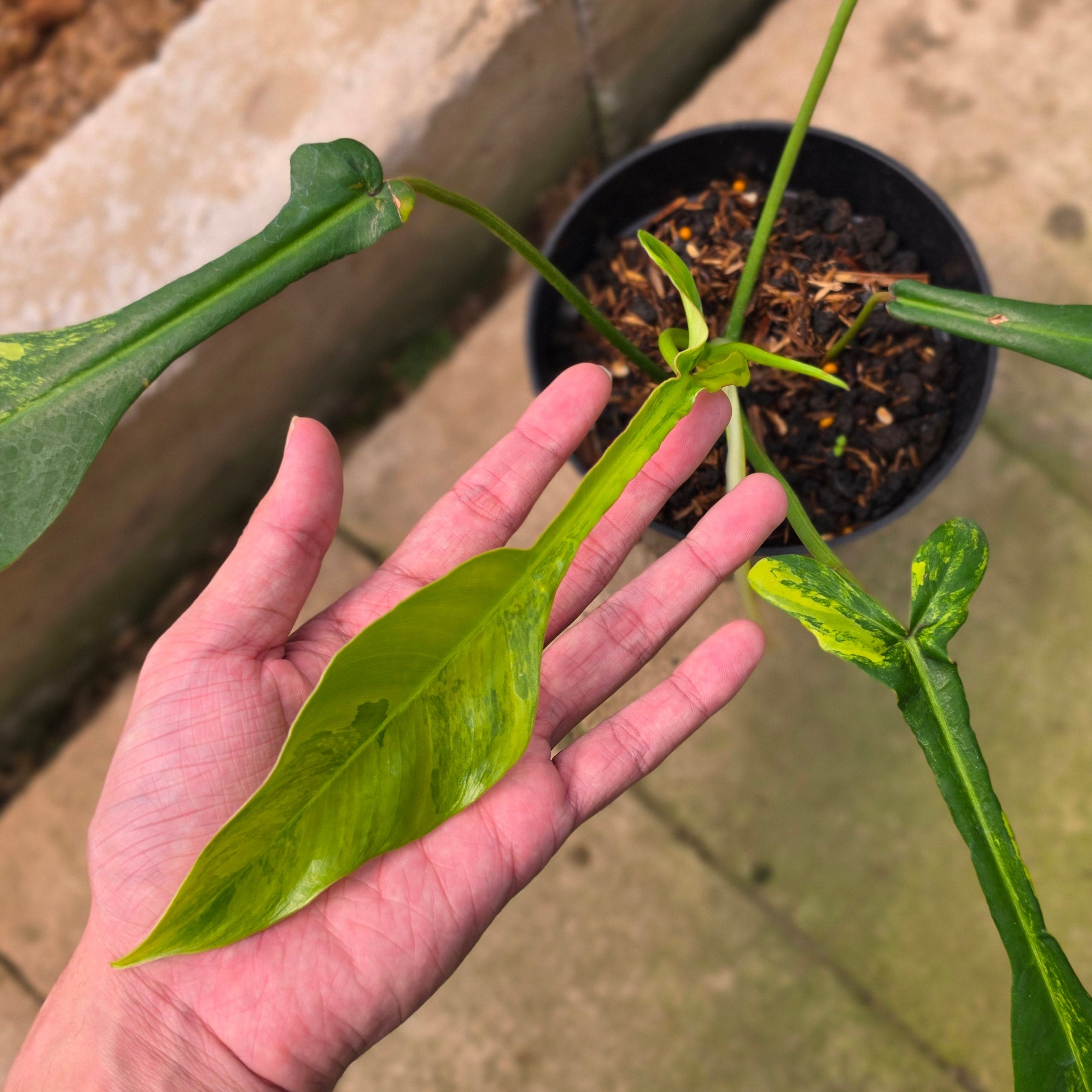 Philodendron joepii variegated