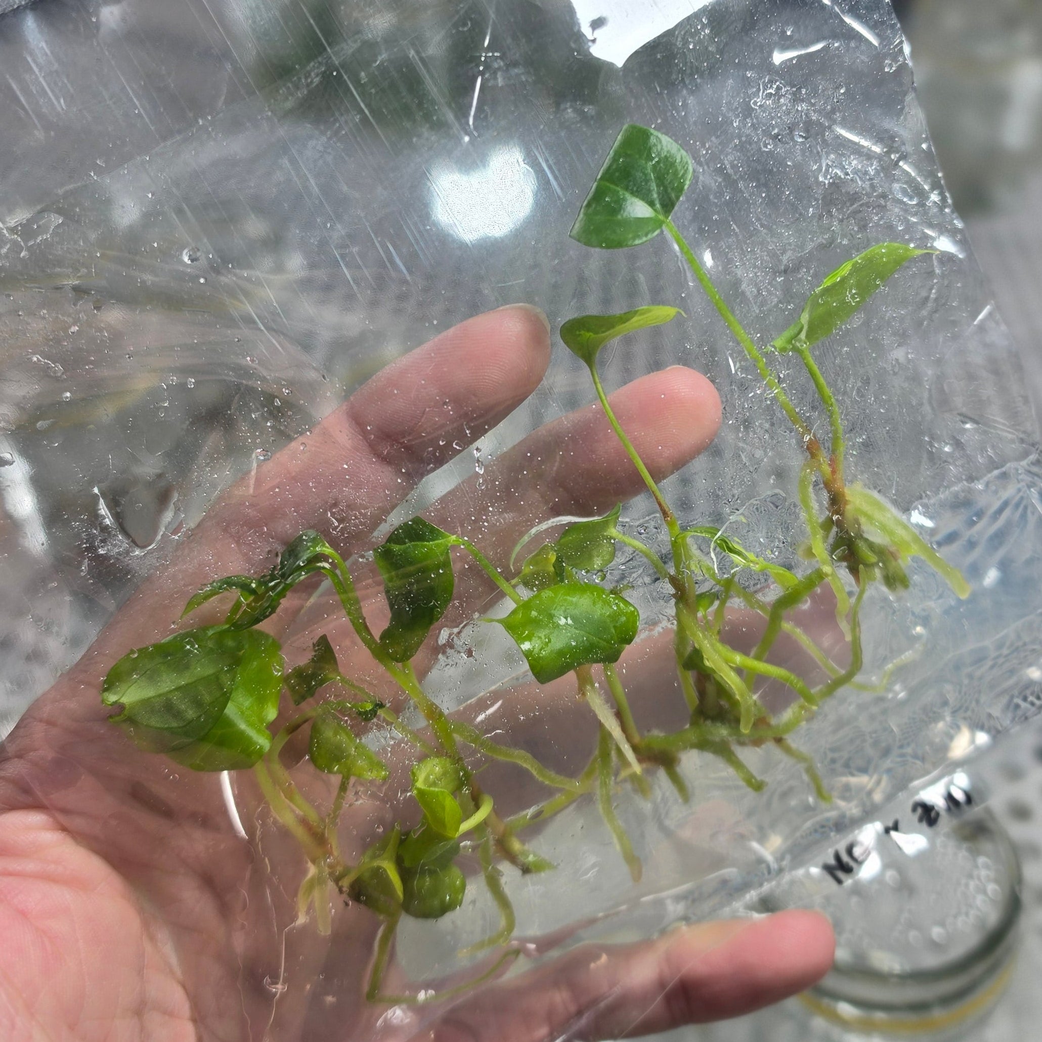 Anthurium night queen x zara michelle - Tissue culture