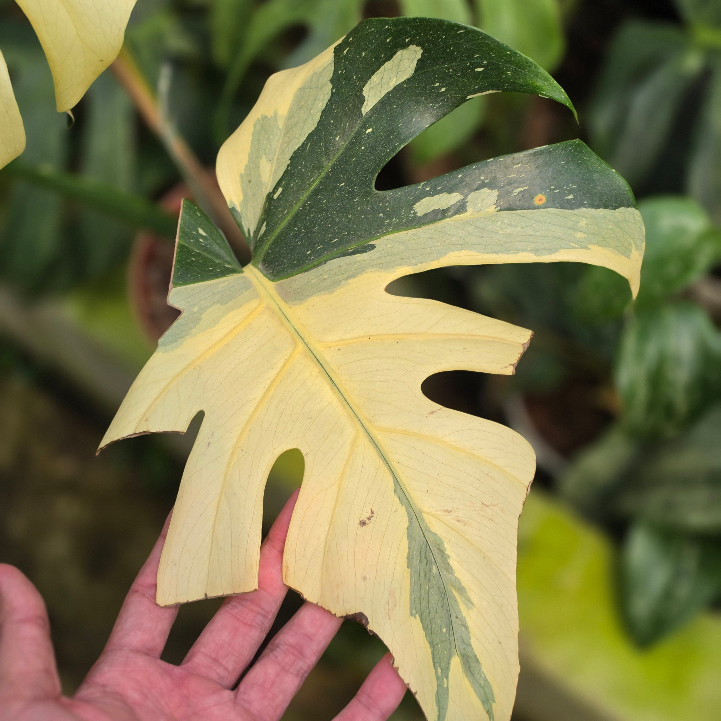 Monstera Deliciosa 'Casper'